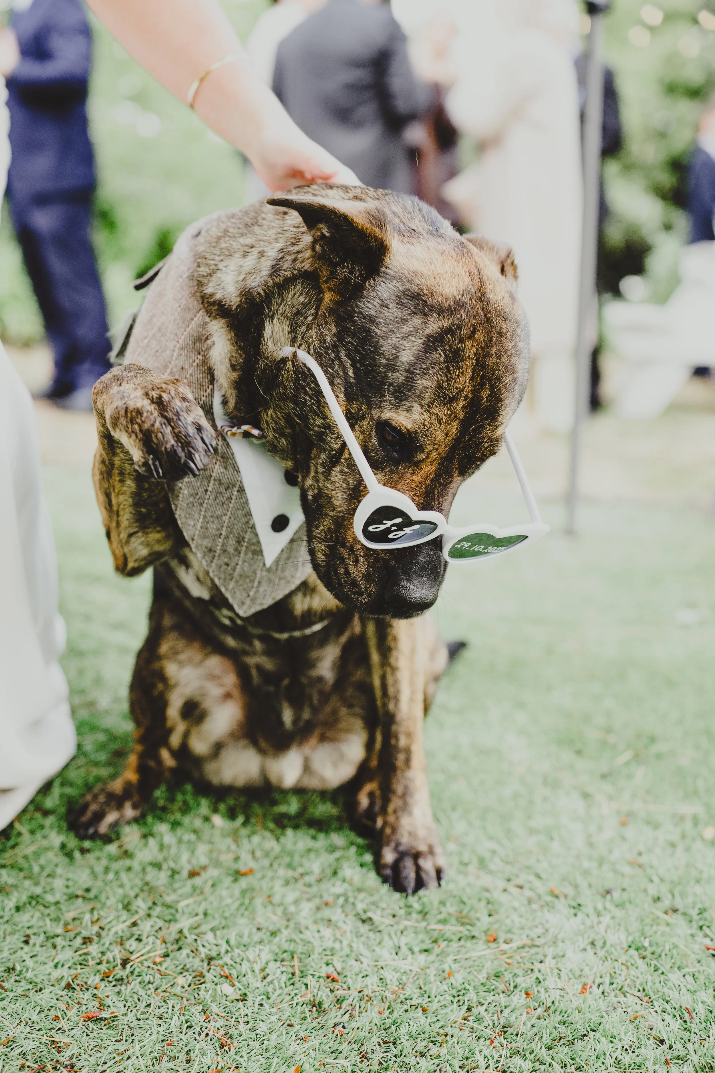 A dog sitting on grass wearing sunglasses and a tuxedo-style collar at outdoor event.