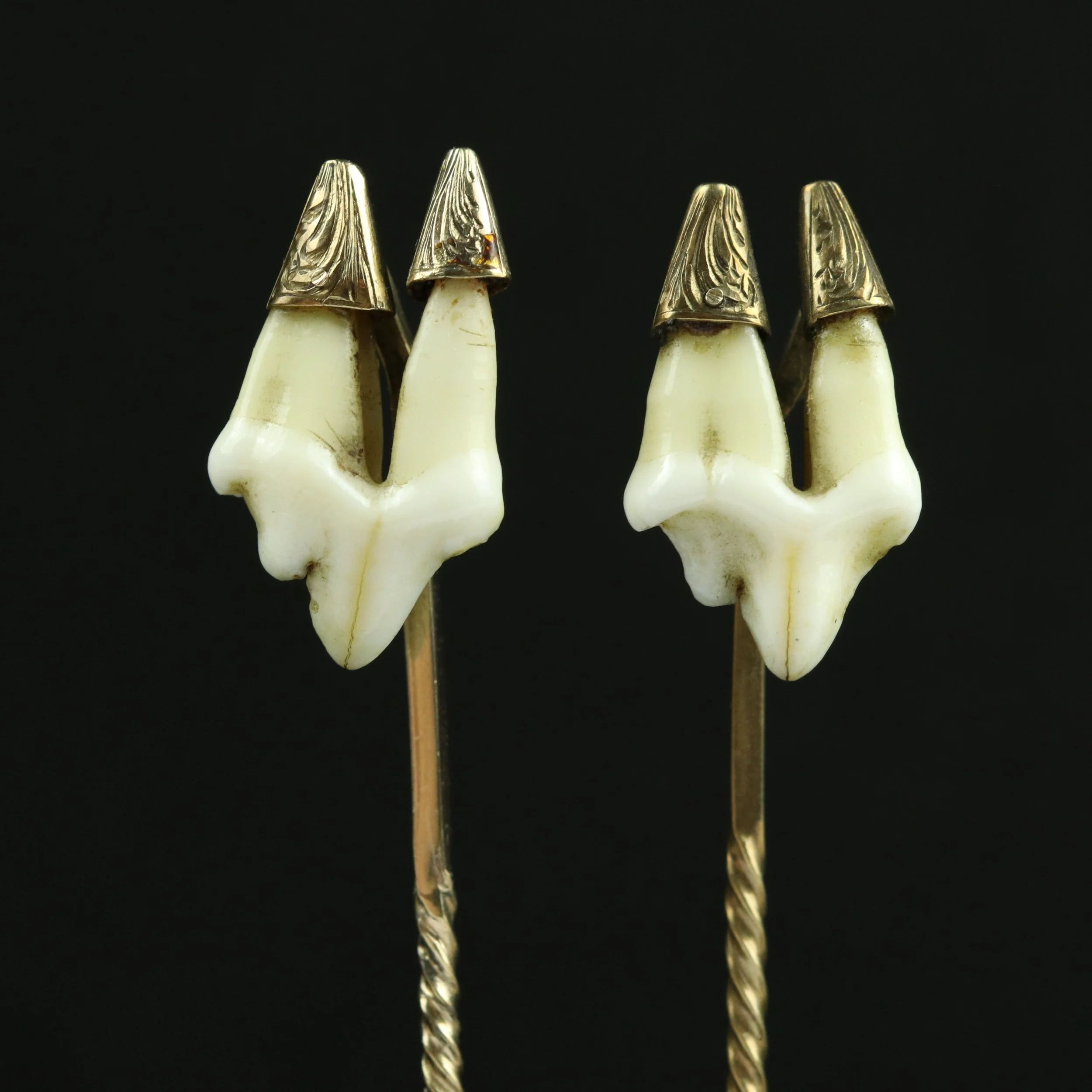 Pair of Victorian gold mounted pet teeth stickpins