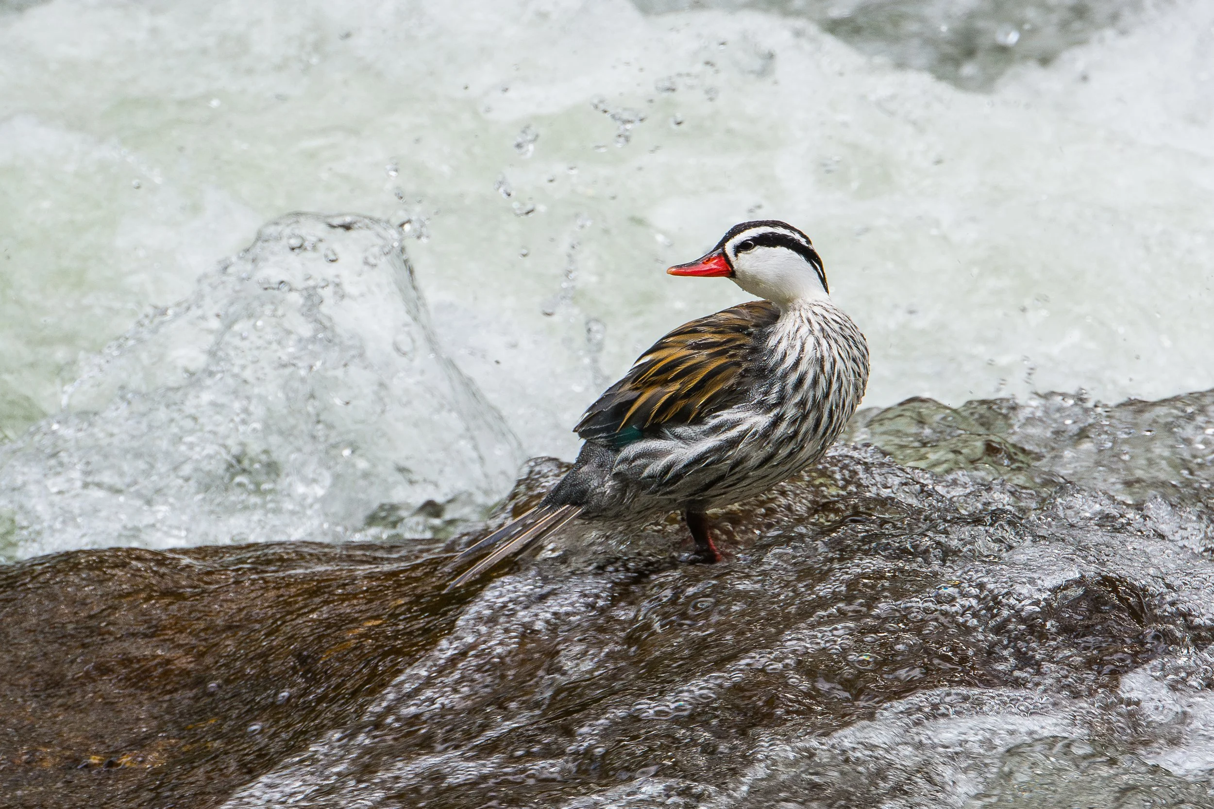 20131123-DS7_4693.jpg