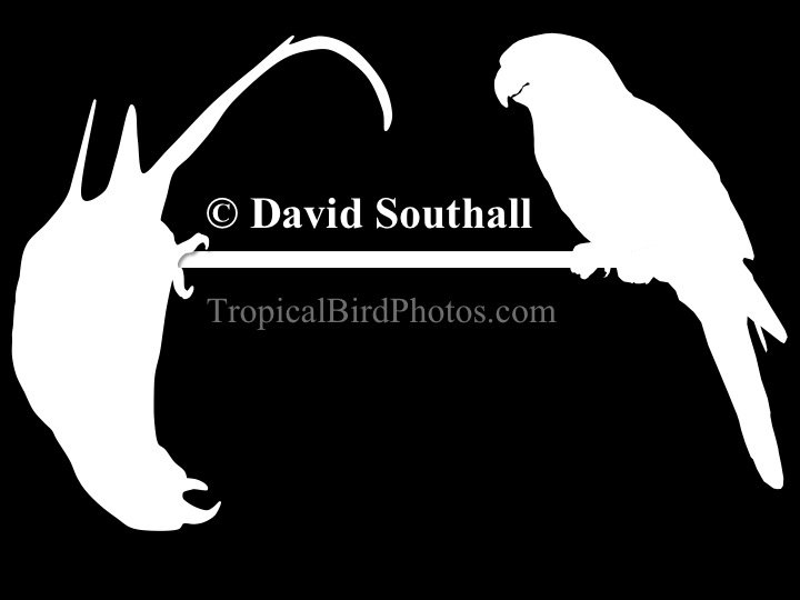 TropicalBirdPhotos.com
