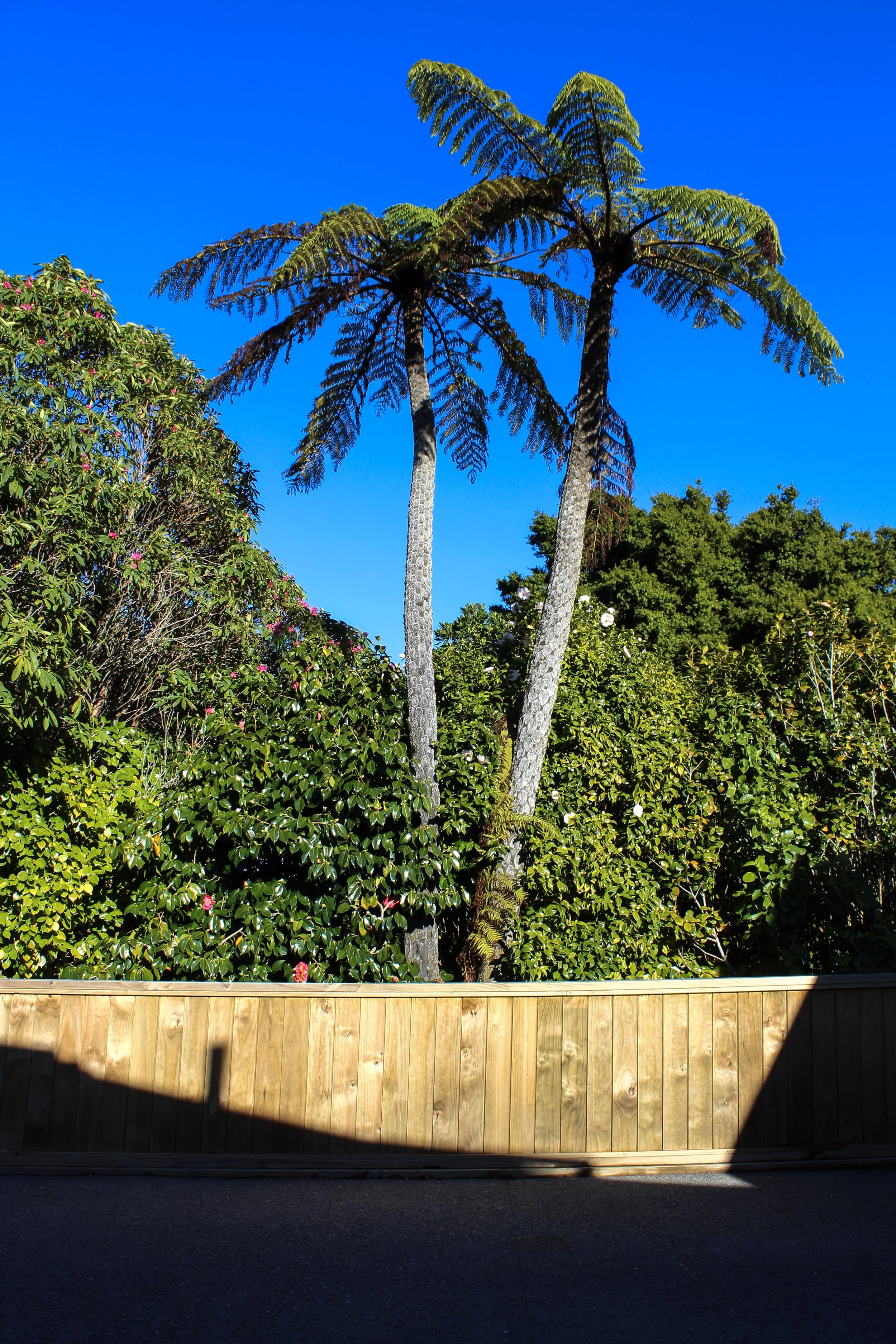 The balustrade provides a strong framing to the existing vegetation found on site between the clients property and the next.