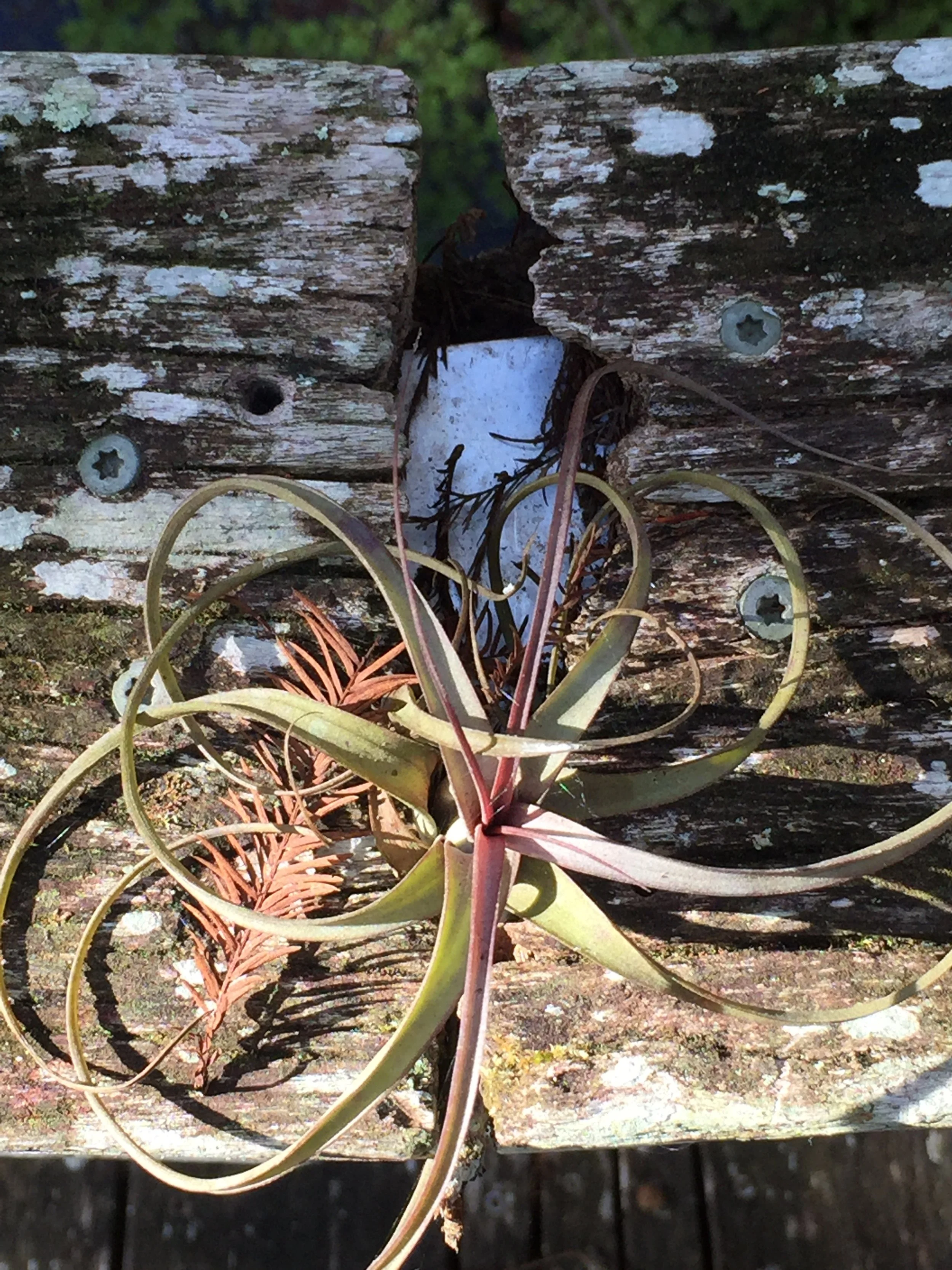 A close-up image of a succulent plant growing between weathered wooden planks with peeling paint and visible screws.