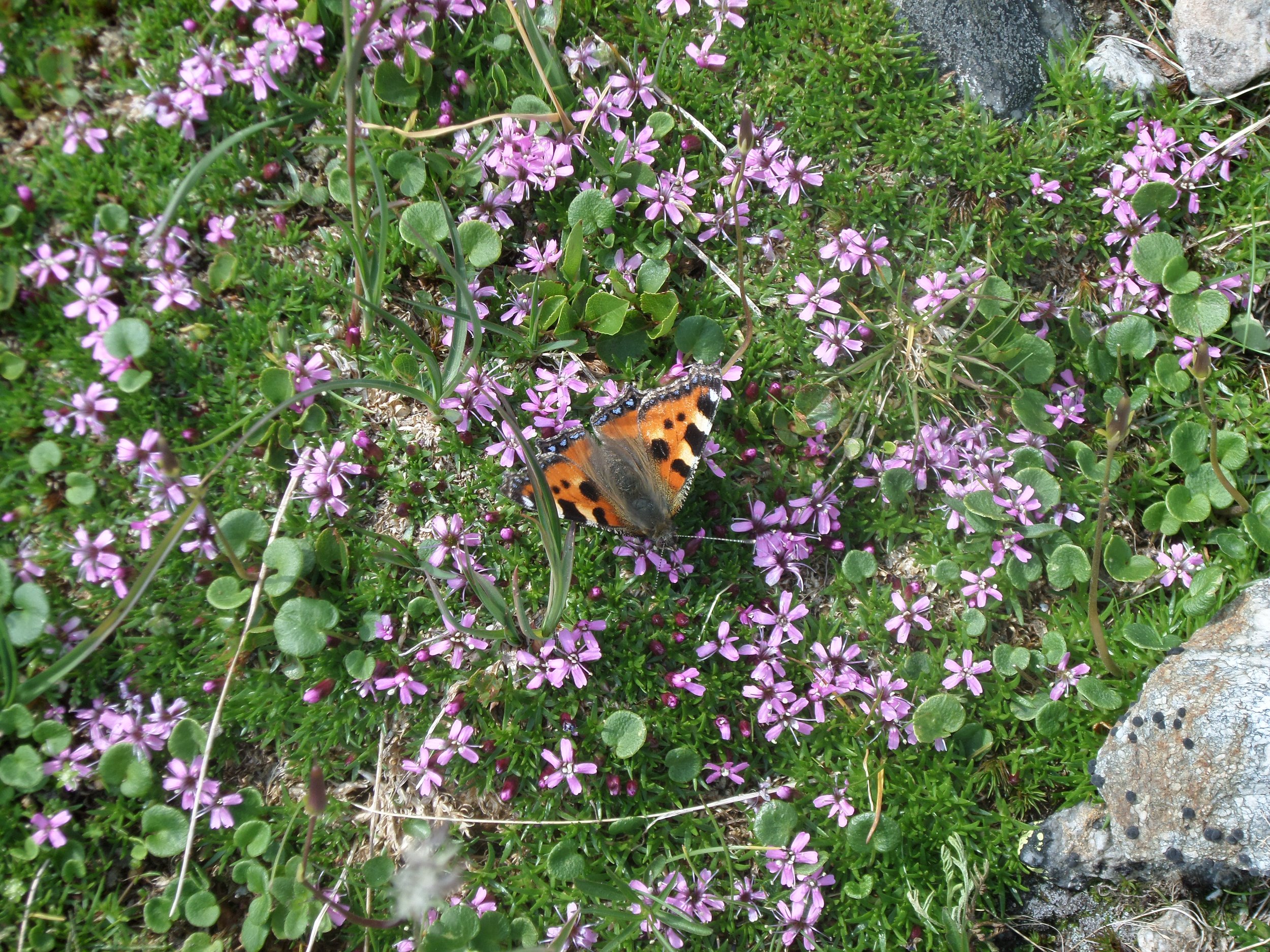 A butterfly resting on small purple flowers amid green grass and rocks.