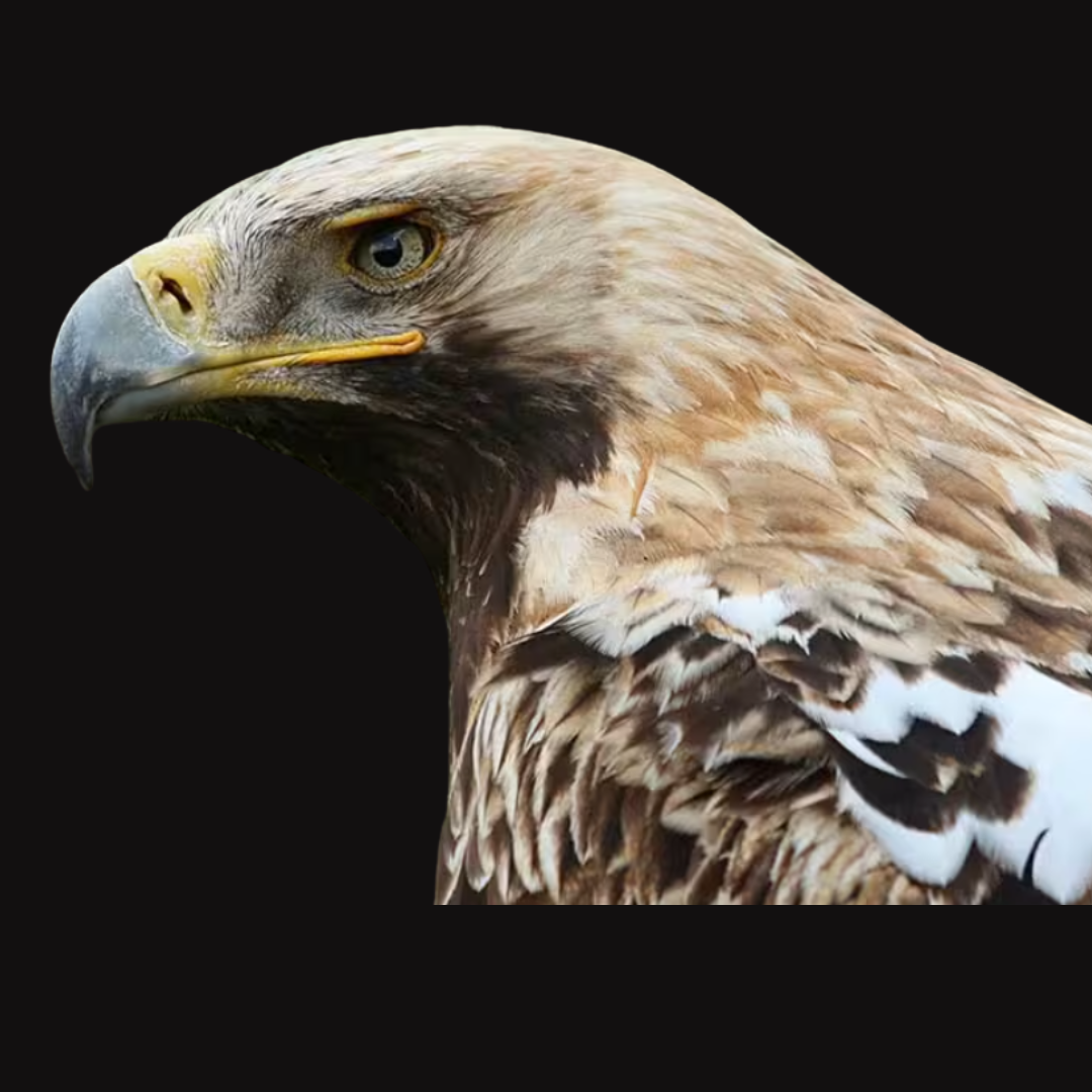 True Eagle Investigations