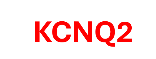 Phân tích quy mô lớn các biến thể KCNQ2- vượt qua “nút thắt” trong đánh giá chức năng