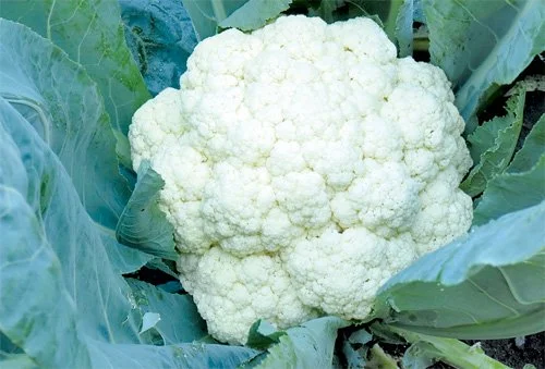 Cháo keto cá hồi