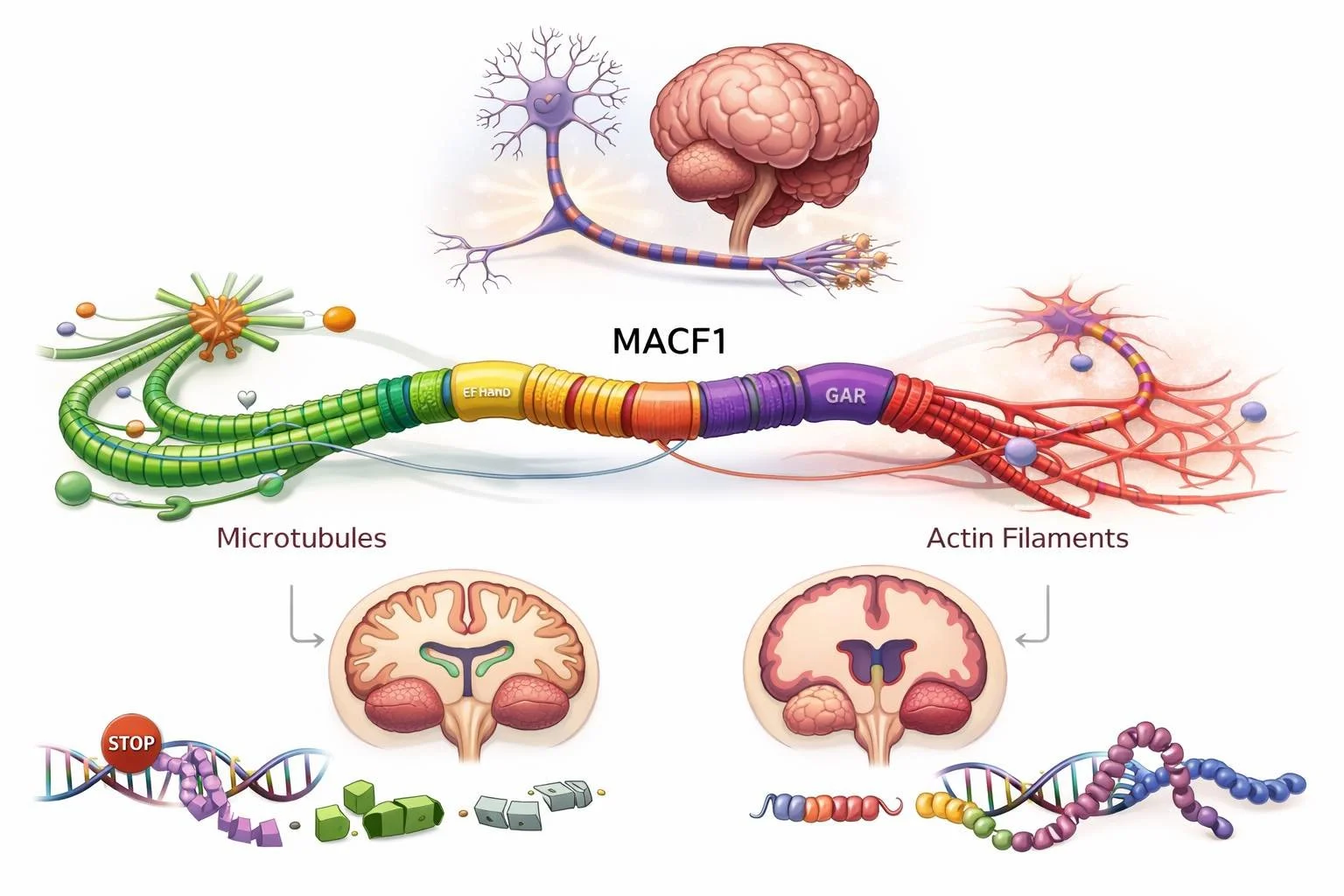 The MACF1 puzzle: khi một “gã khổng lồ” của bộ xương tế bào gây ra nhiều rối loạn não bộ