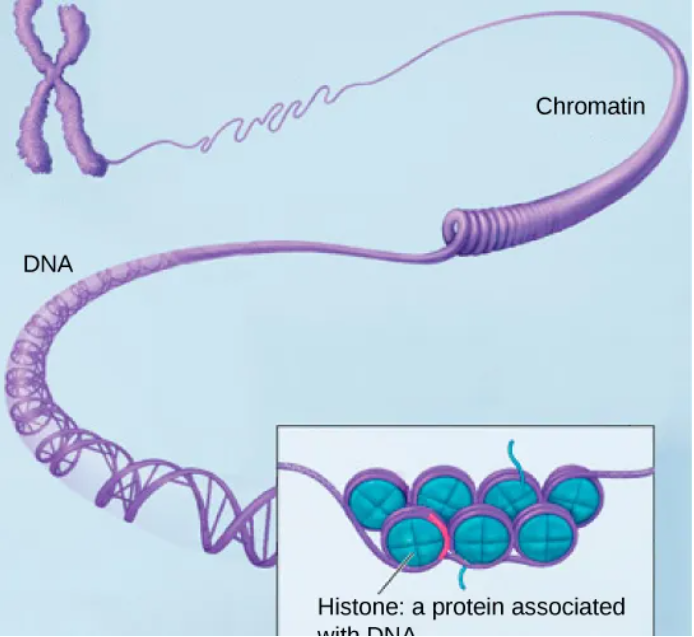 Bệnh hiếm trong thần kinh nhi: không chỉ là di truyền