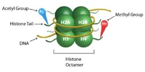 Các protein “Methusalem” trong não