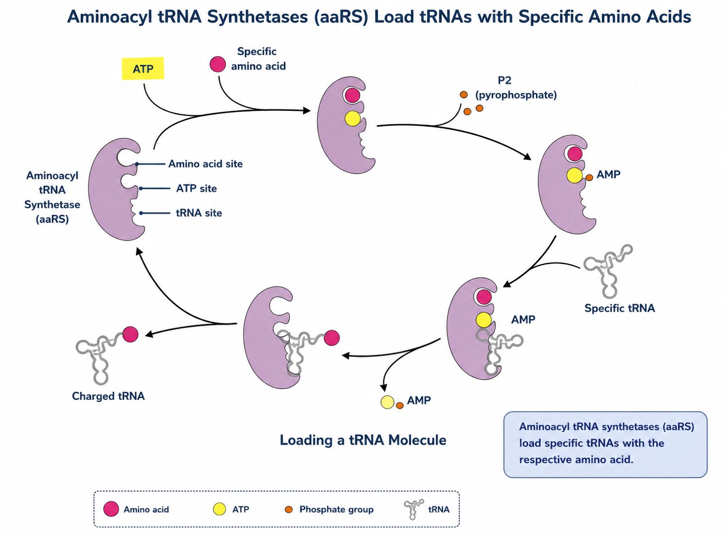 Từ DNA đến tRNA- và một cách nhìn khác về Bệnh não động kinh và phát triển - cậu chuyện từ VARS