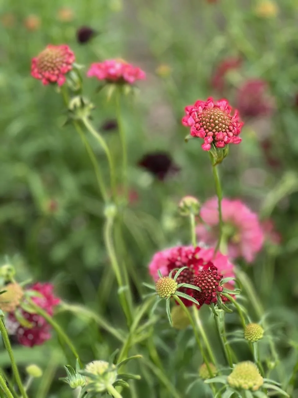 Pink and red flowers with green stems in a garden setting.