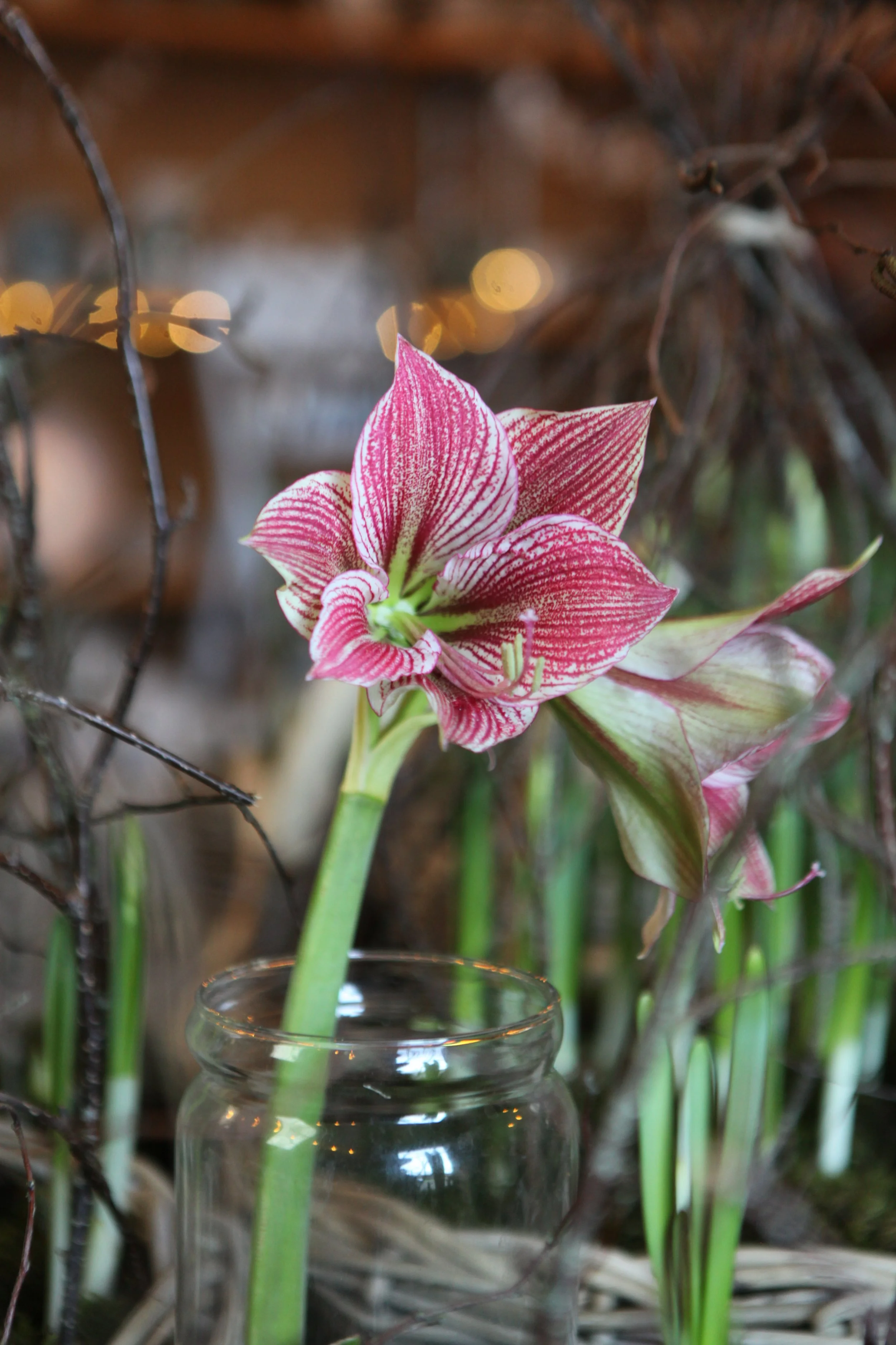 Christmas Chippy Flower Farm.JPG