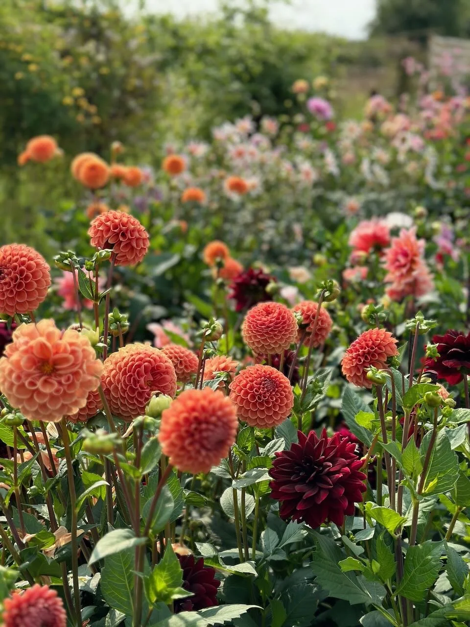 A lush garden filled with peach and burgundy dahlias and other colorful flowers in bloom under bright daylight.