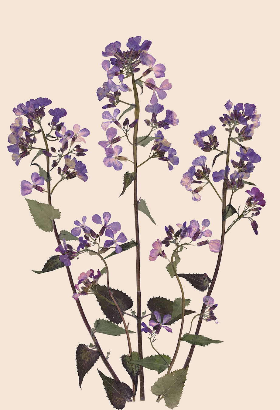 Lunaria Annua.png