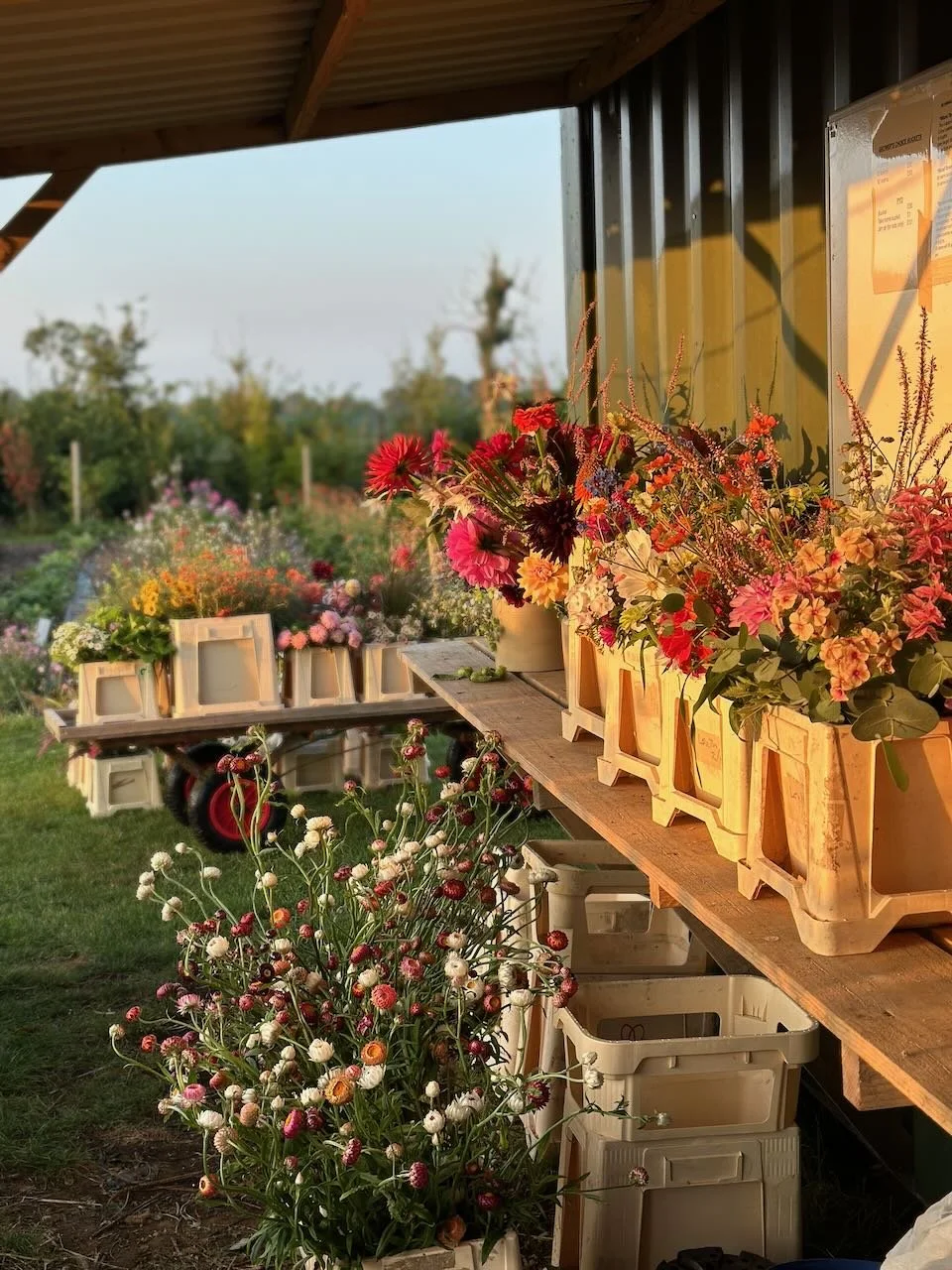 Potted flowers arranged on a wooden shelf outdoors during sunset, with a background of a garden and trees.