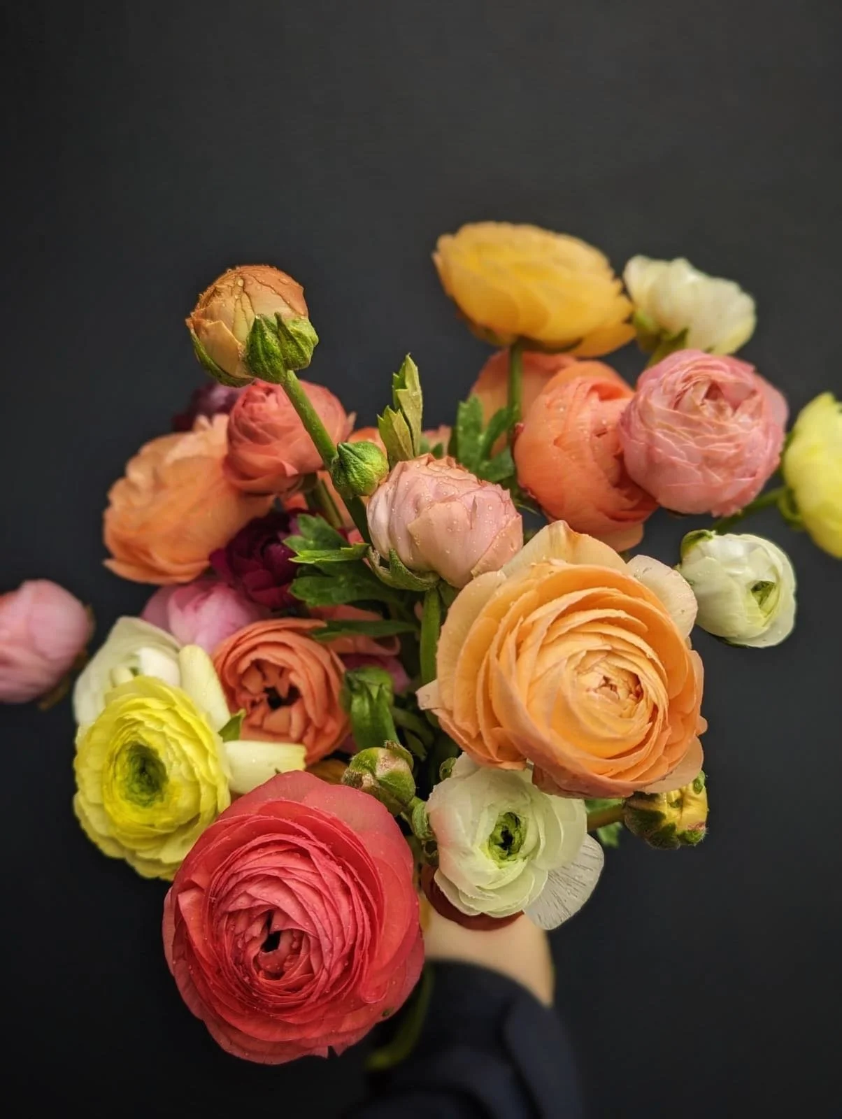 Colorful bouquet of ranunculus flowers in shades of pink, yellow, orange, and white against a black background.