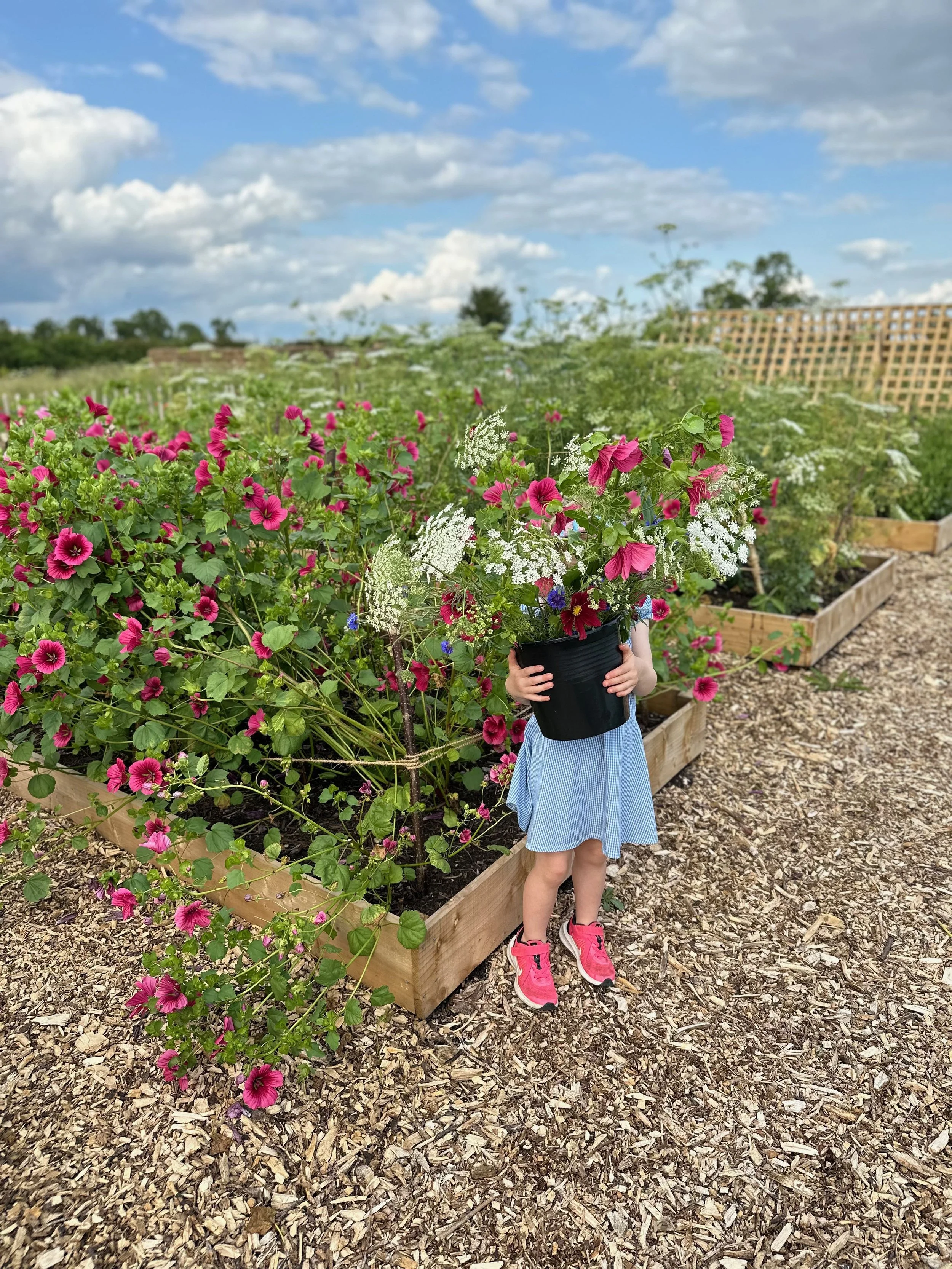 Child in a blue dress and pink shoes holding a large black pot of pink and white flowers in a garden with wooden raised beds and a partly cloudy sky.