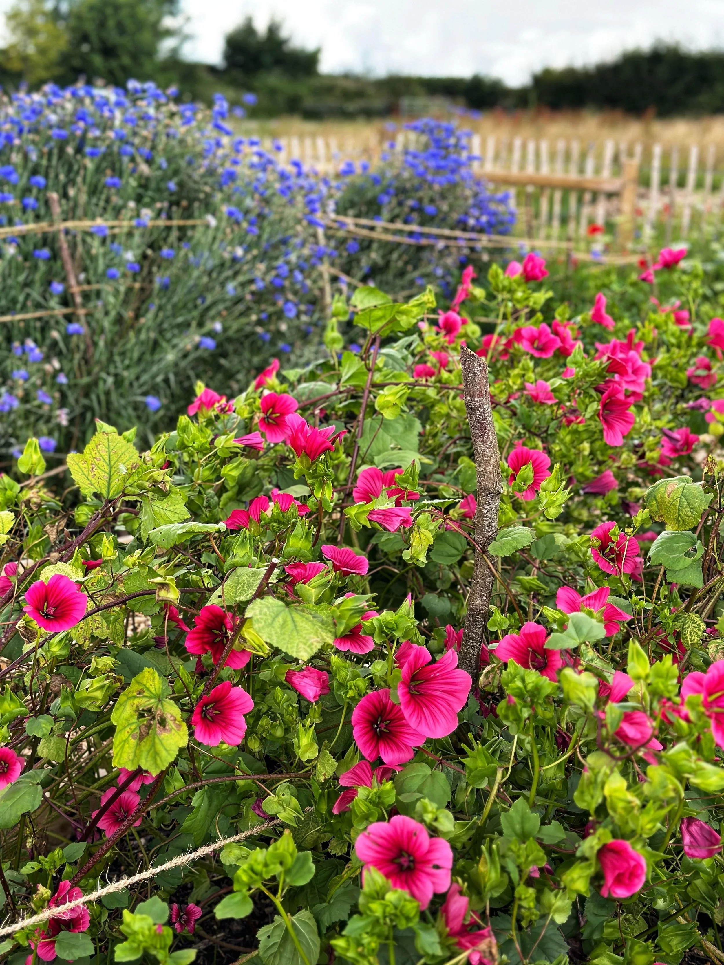 Pink and purple flowers growing in a garden with a wooden fence in the background.