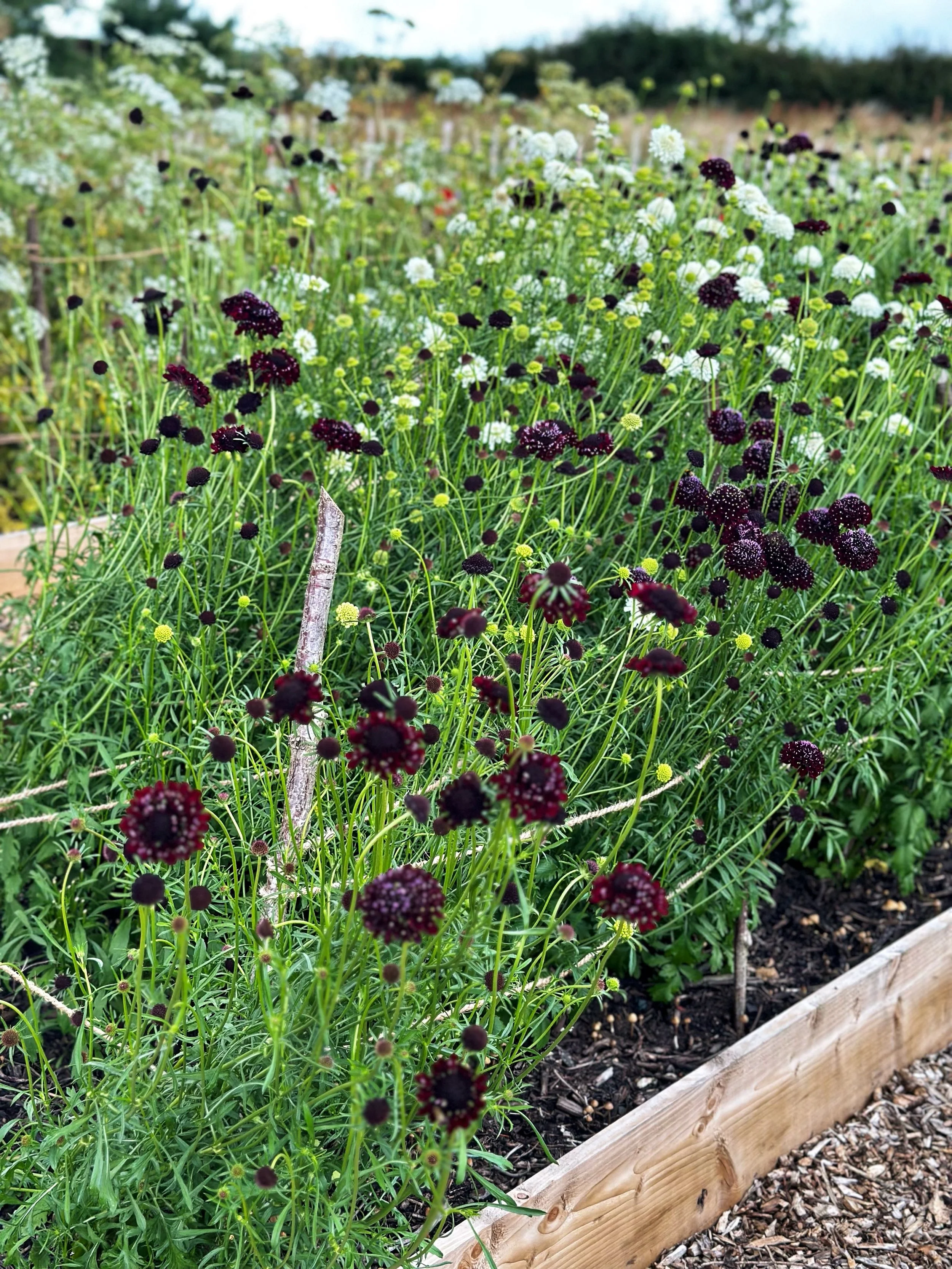A garden bed filled with dark purple and white flowers, separated by a wooden border, with a background of green trees and cloudy sky.