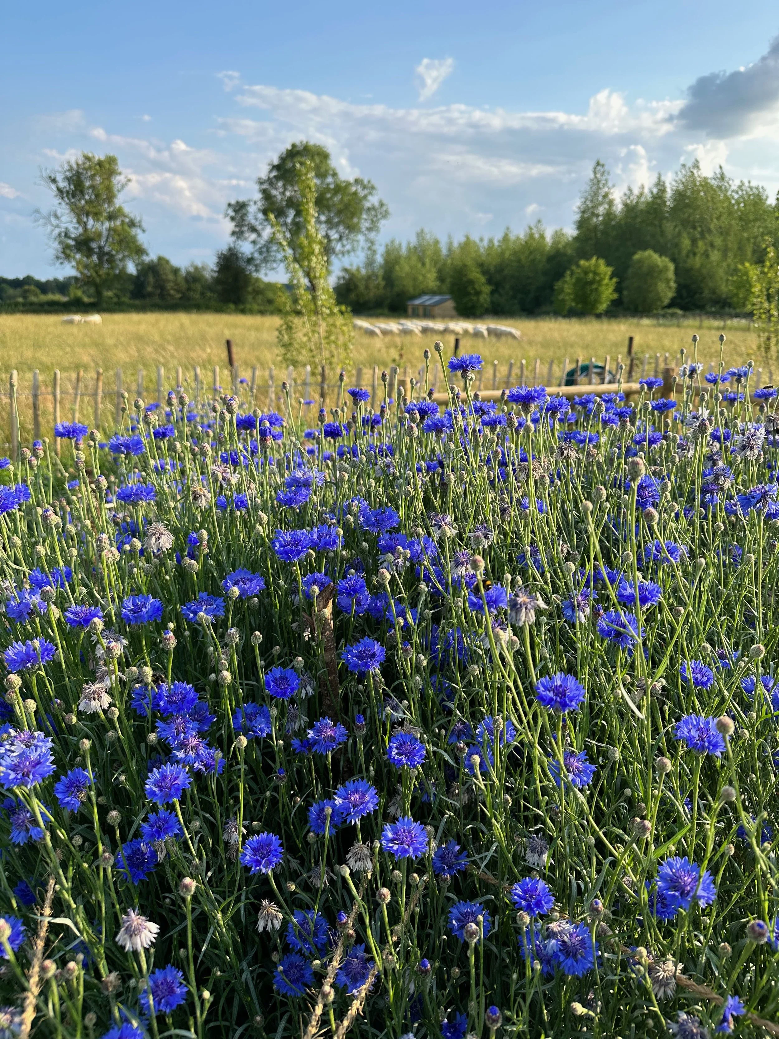 A field of vibrant blue cornflowers with a rural fence and green trees in the background under a partly cloudy sky.