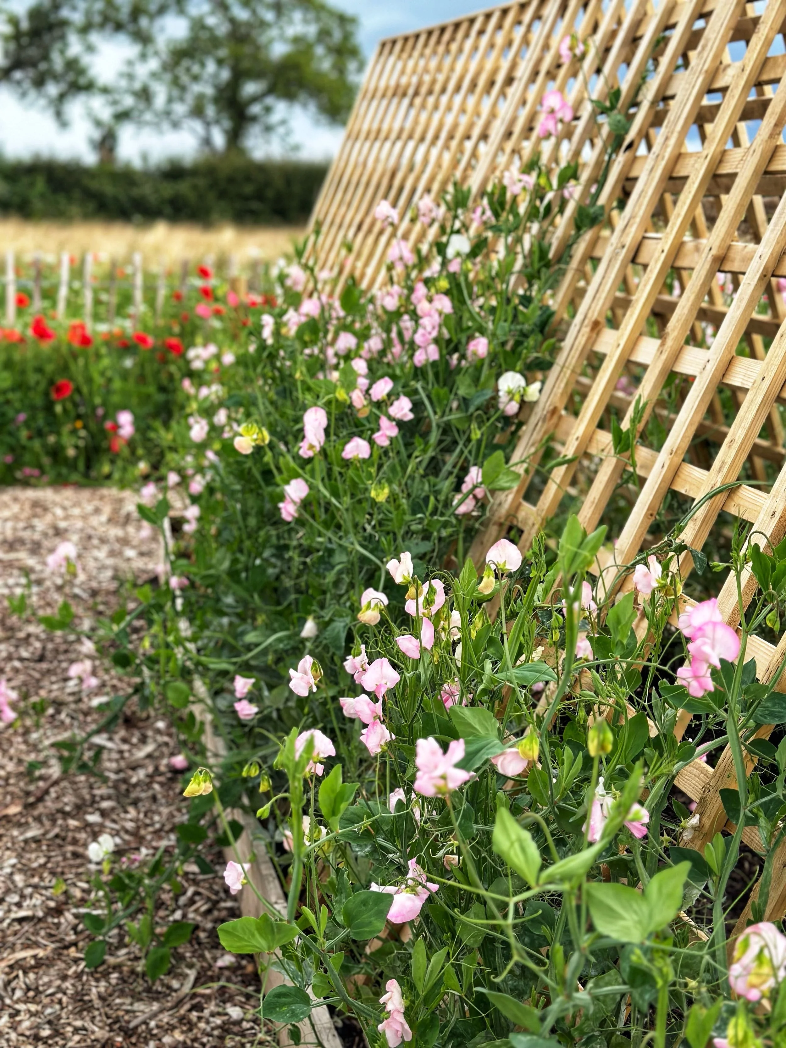 Pink sweet peas growing along a wooden lattice trellis in a garden with a flower bed of red and white flowers in the background.
