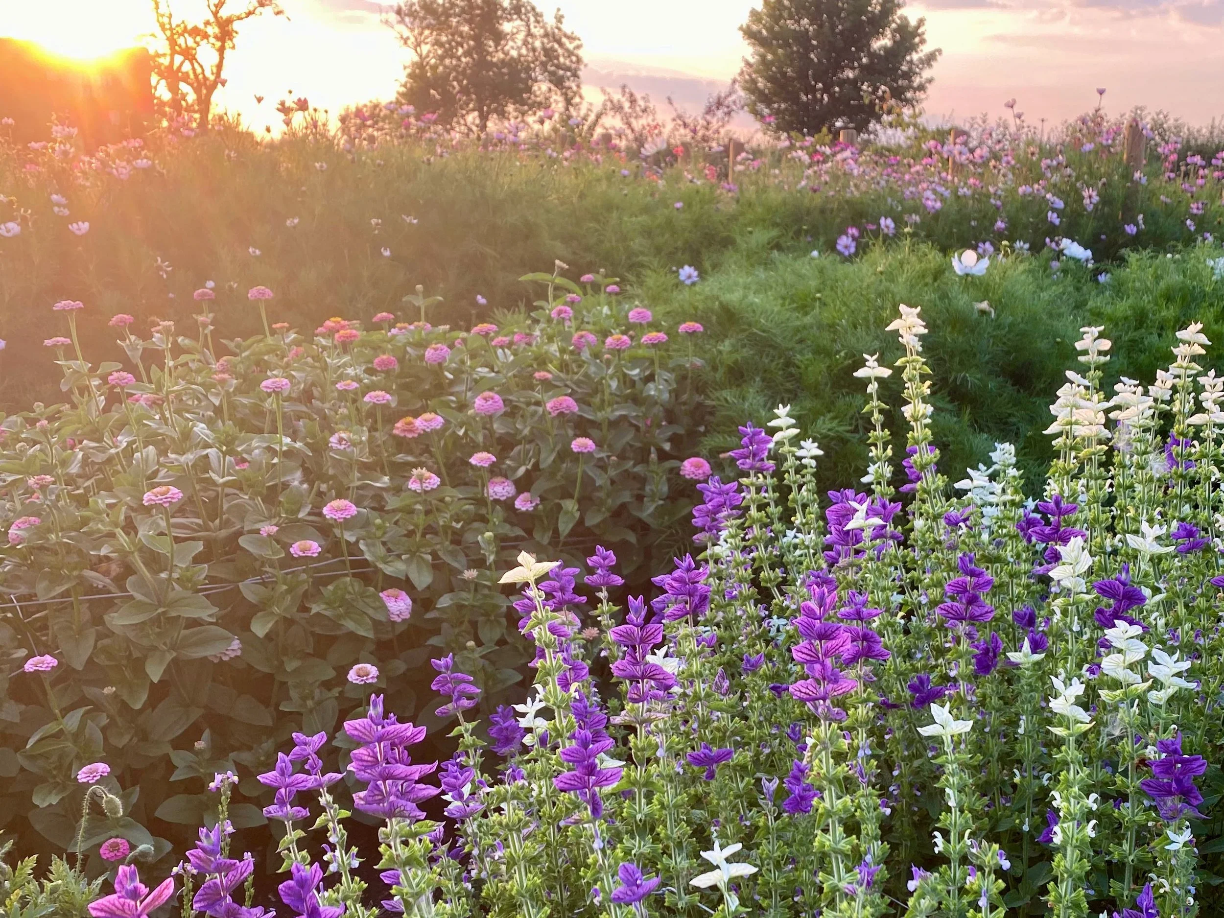 A field of various colorful flowers at sunset with the sun setting in the background, casting a warm glow over the scene.