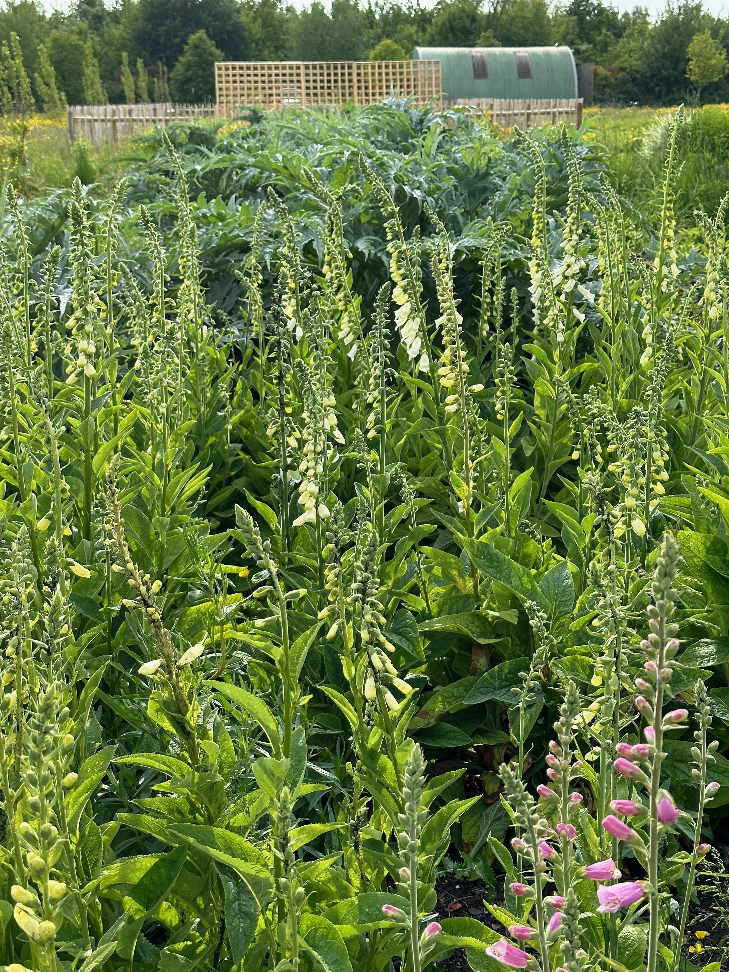 A lush green garden with tall flowering plants, possibly foxgloves, in the foreground, and thicker leafy plants in the background. There is a wooden fence and a large shed or green structure behind the garden.