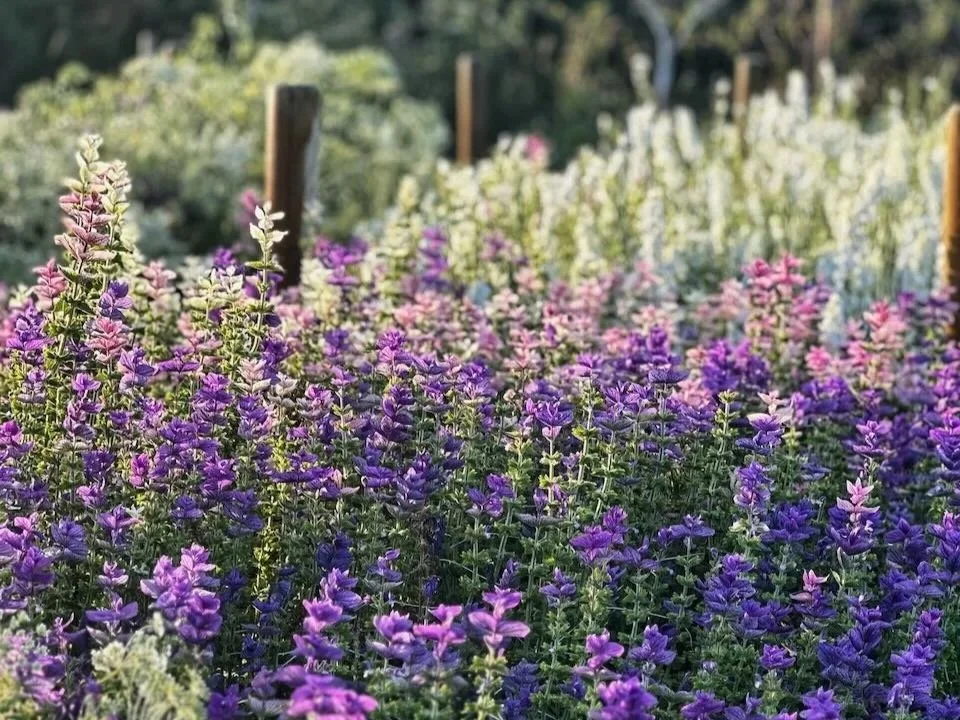 Purple, pink, and white flowers growing in a garden row with wooden posts and greenery in the background.