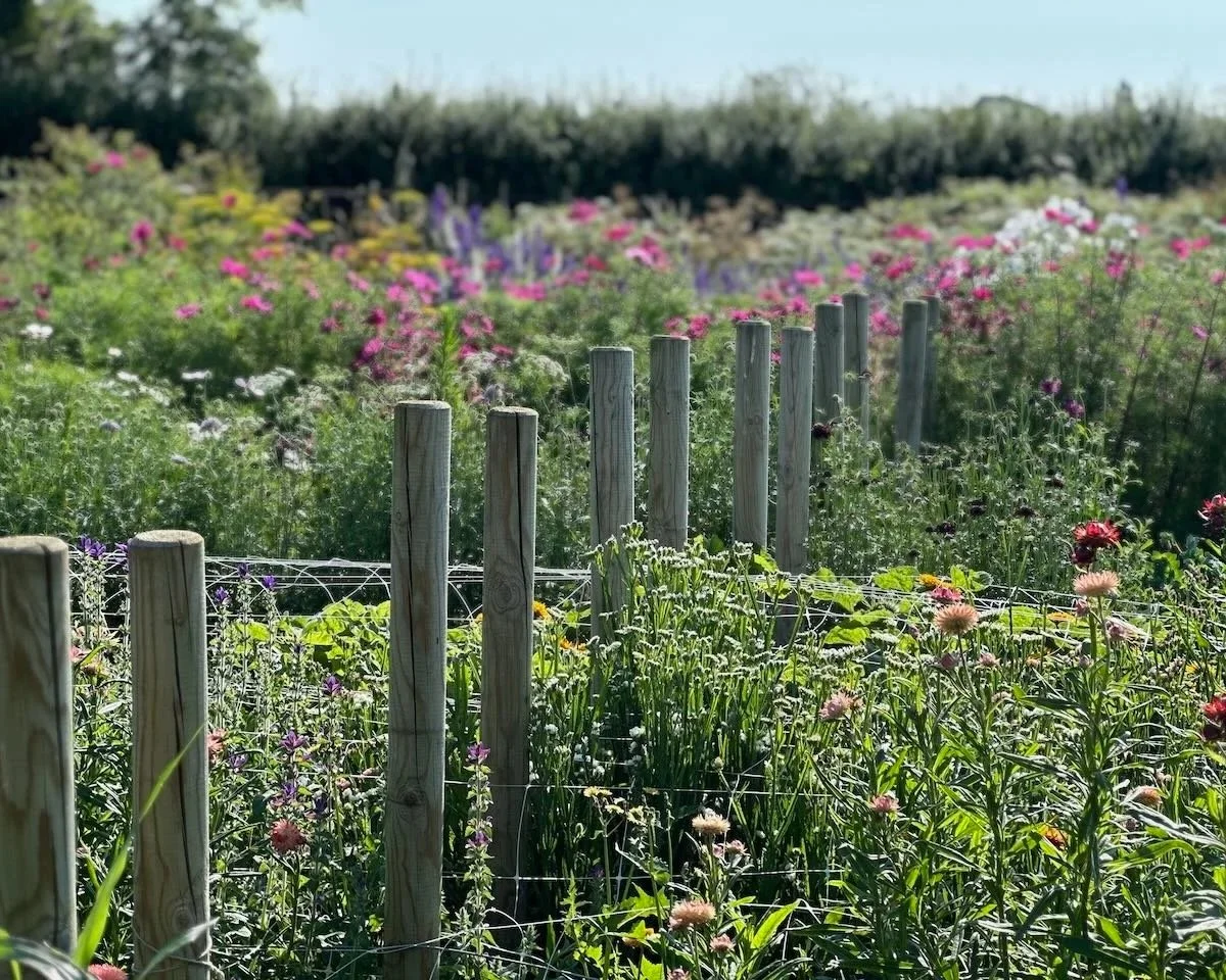 A garden with colorful blooming flowers separated by a wooden fence.