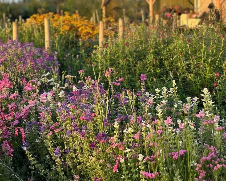 A garden with a variety of colorful flowers in bloom, including pink, purple, and white flowers, under sunlight.