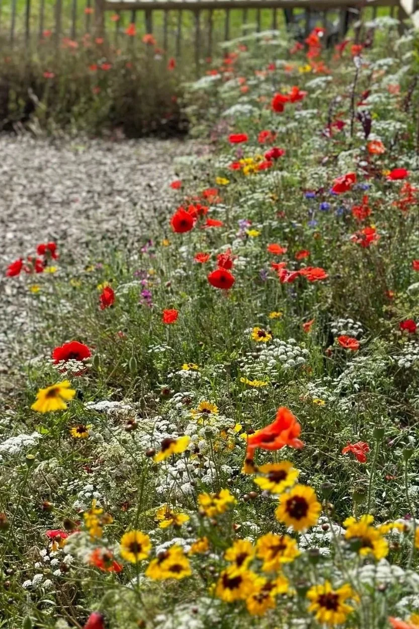 A garden bed filled with colorful wildflowers including red poppies, yellow daisies, and white and purple flowers, with a gravel path and some trees in the background.