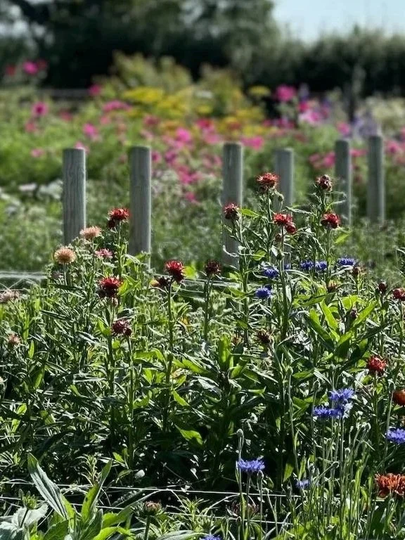 Colorful garden filled with blooming flowers, including red, pink, and blue varieties, separated by wooden posts and wire fencing, with a blurred background of more flowers and greenery.
