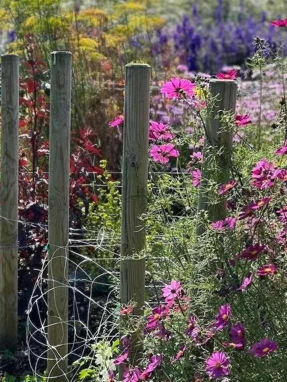 Colorful flower garden with pink, purple, yellow, and red flowers, separated by a wooden fence with wire fencing.