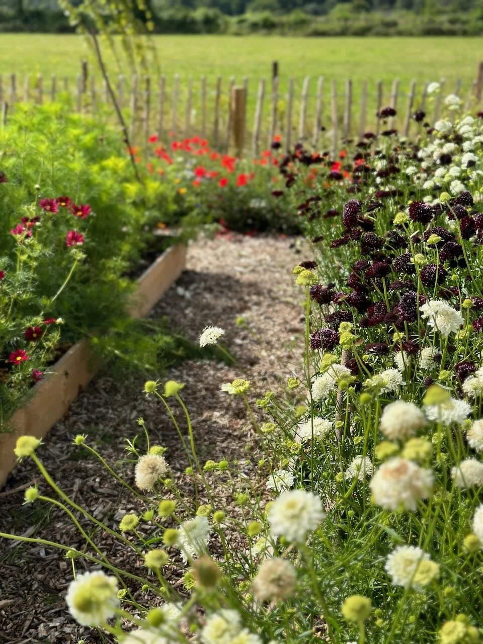 Colorful garden path with various flowers, surrounded by a wooden fence and lush green fields in the background.
