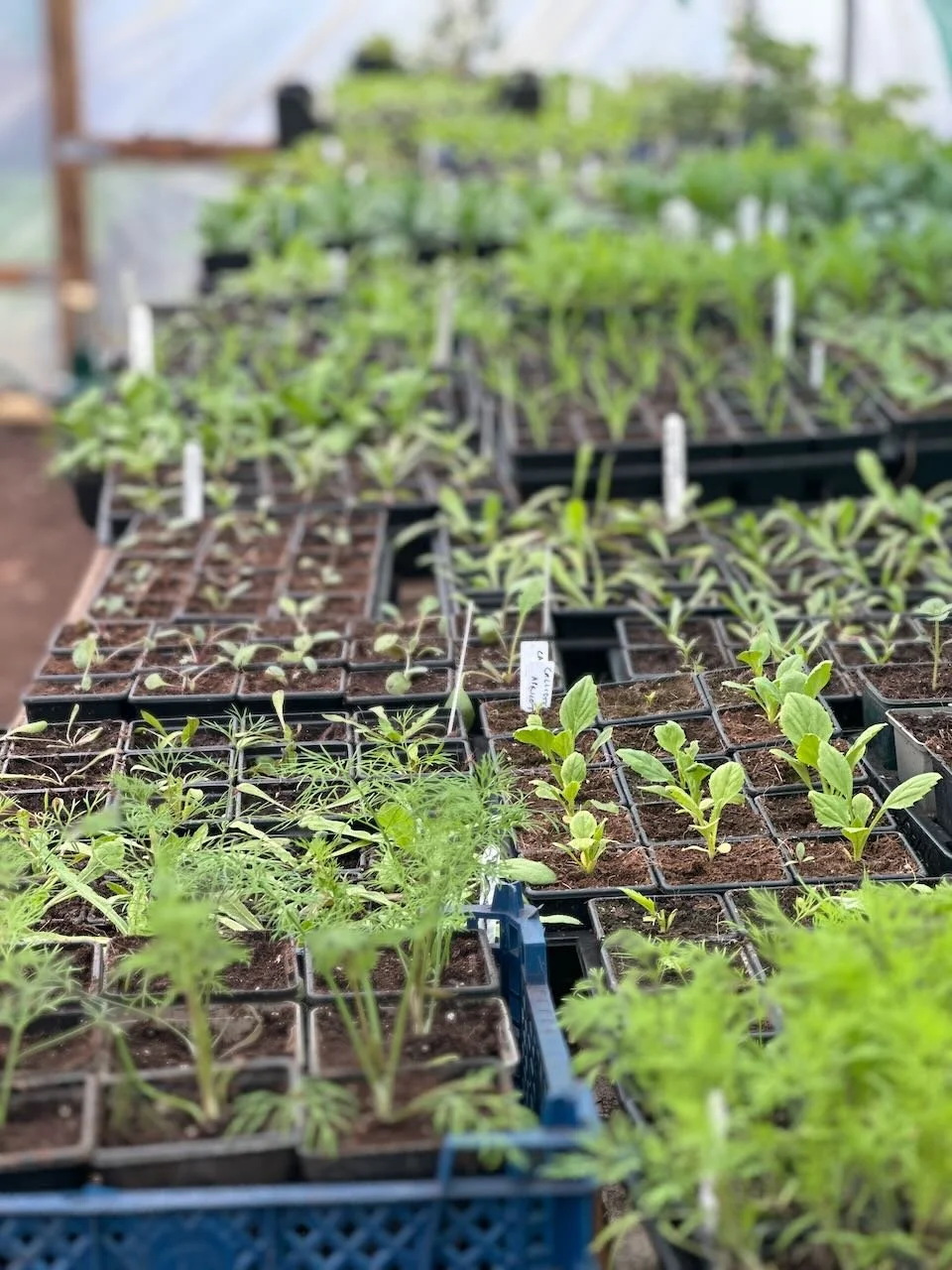 Seedlings growing in trays inside a greenhouse or nursery.