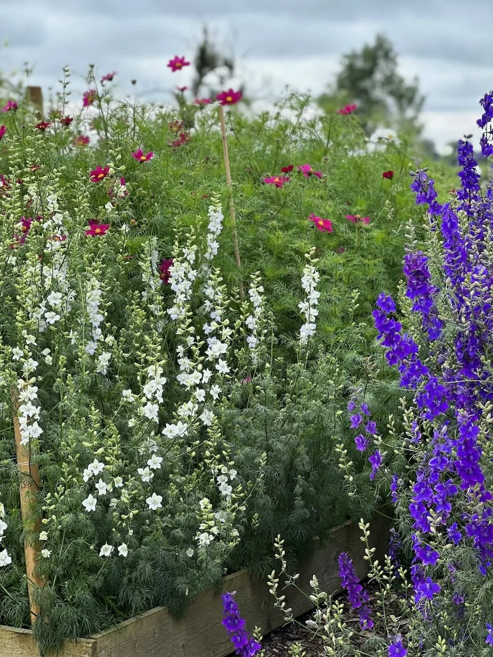 A vibrant garden with tall, white, and purple flowers and shorter pink flowers in a wooden planter box, with a cloudy sky and trees in the background.