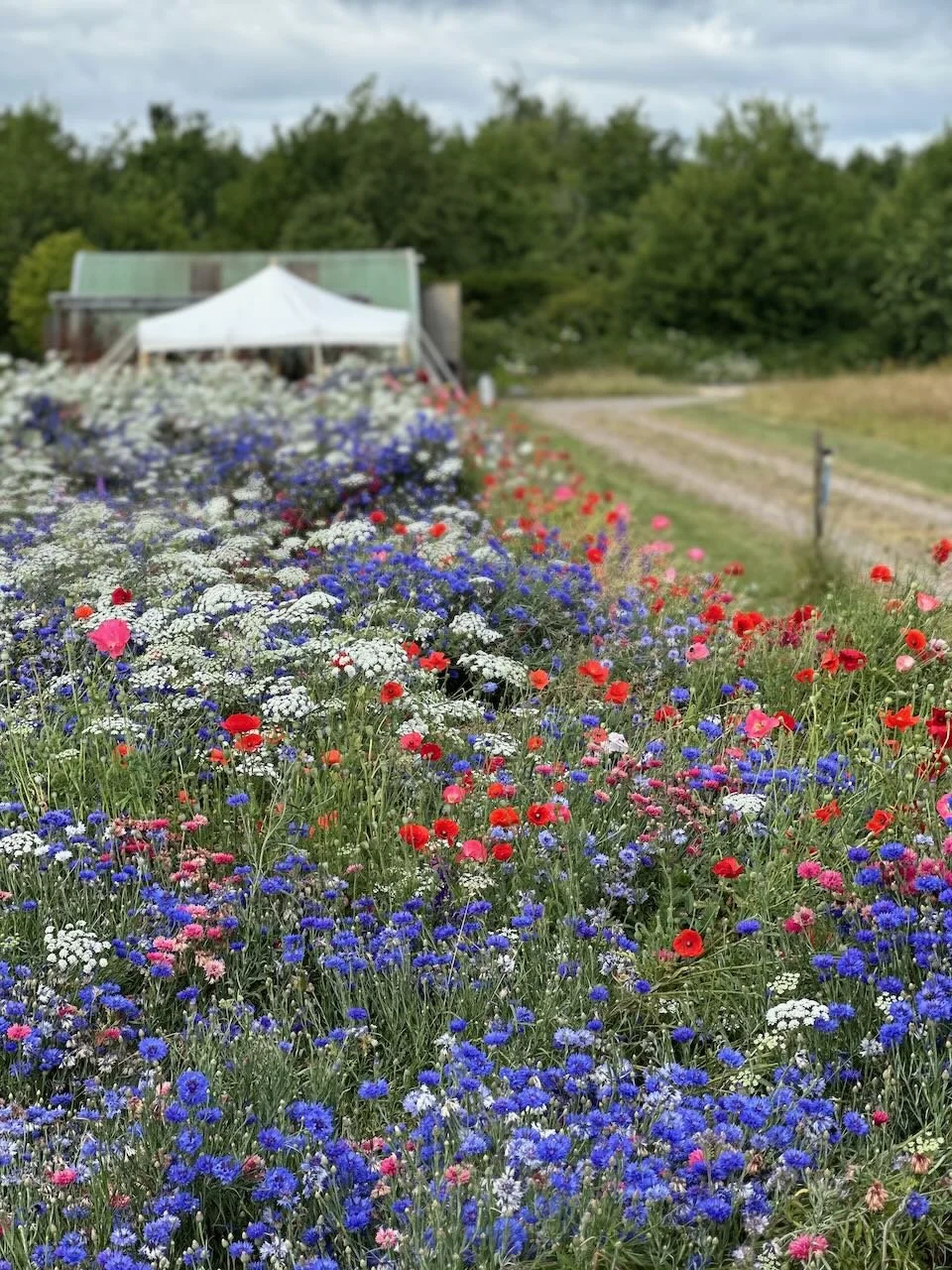 A colorful flower garden with red, white, pink, purple, and blue flowers in front of a greenhouse and a tent, with trees and a cloudy sky in the background.
