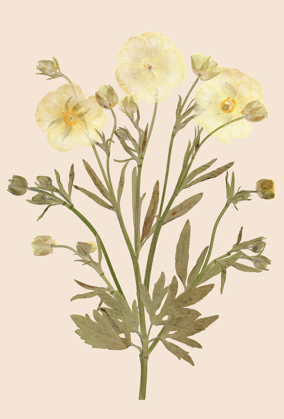 Pressed flower print - 'Butterfly ranunculus'