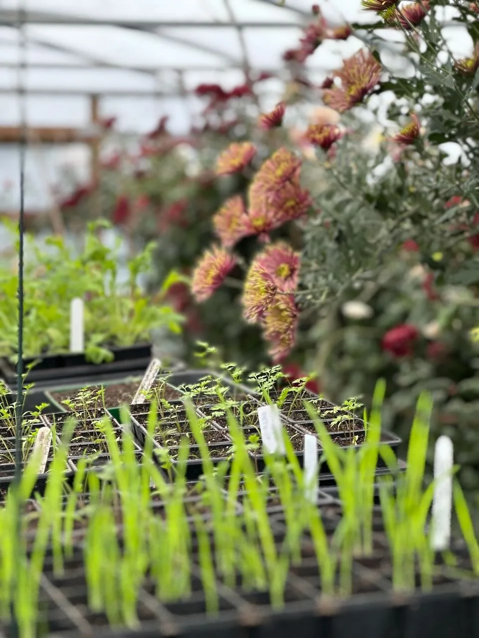 Green seedlings growing in small pots on a tray in a greenhouse, with blurred flowering plants in the background.