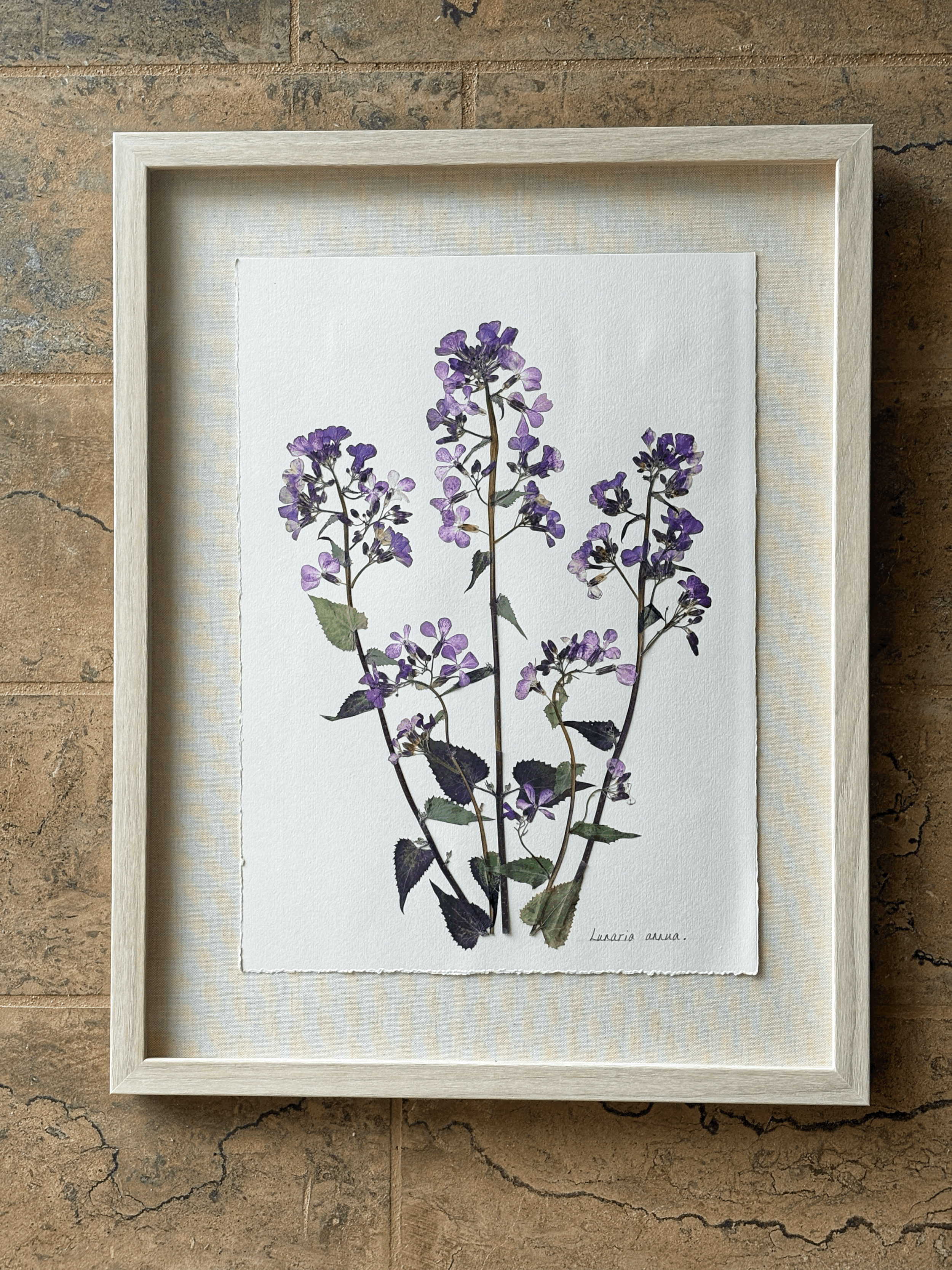 Lunaria Annua