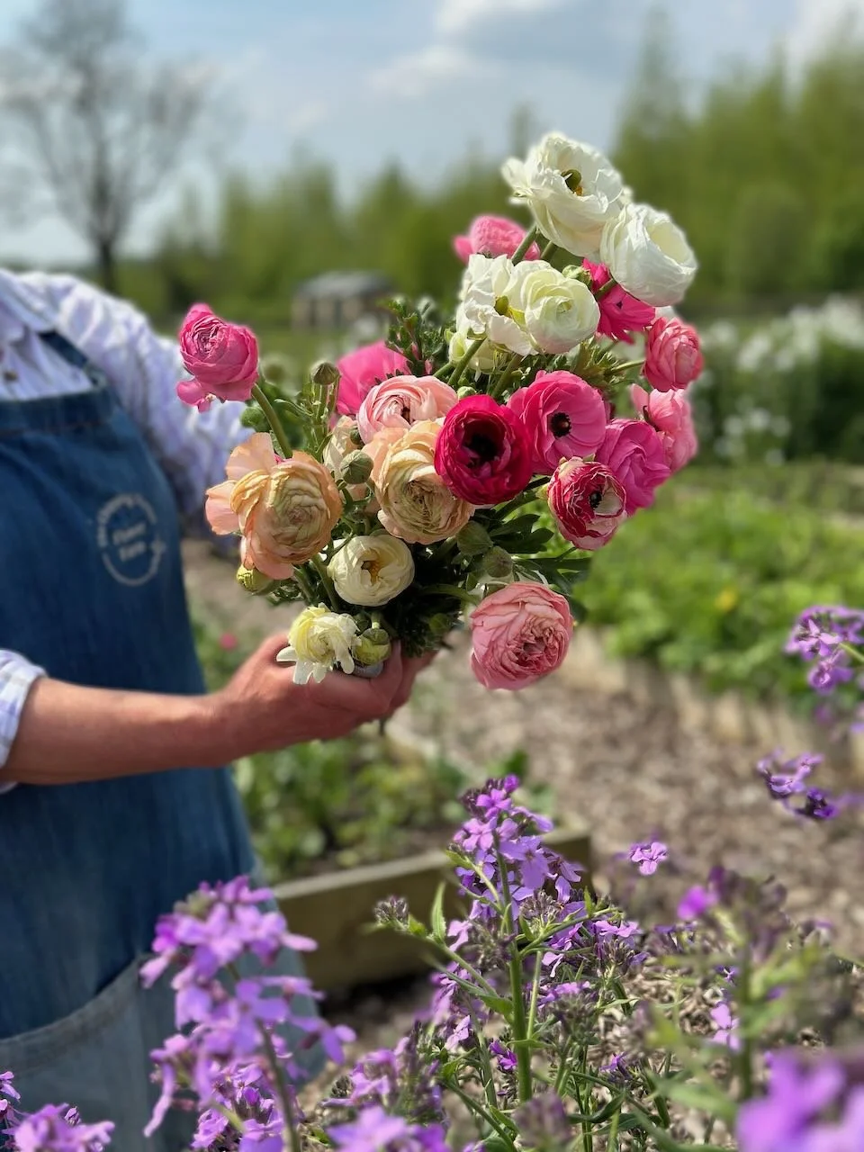 Person holding a bouquet of colorful ranunculus flowers in a garden with blooming purple flowers and greenery in the background.