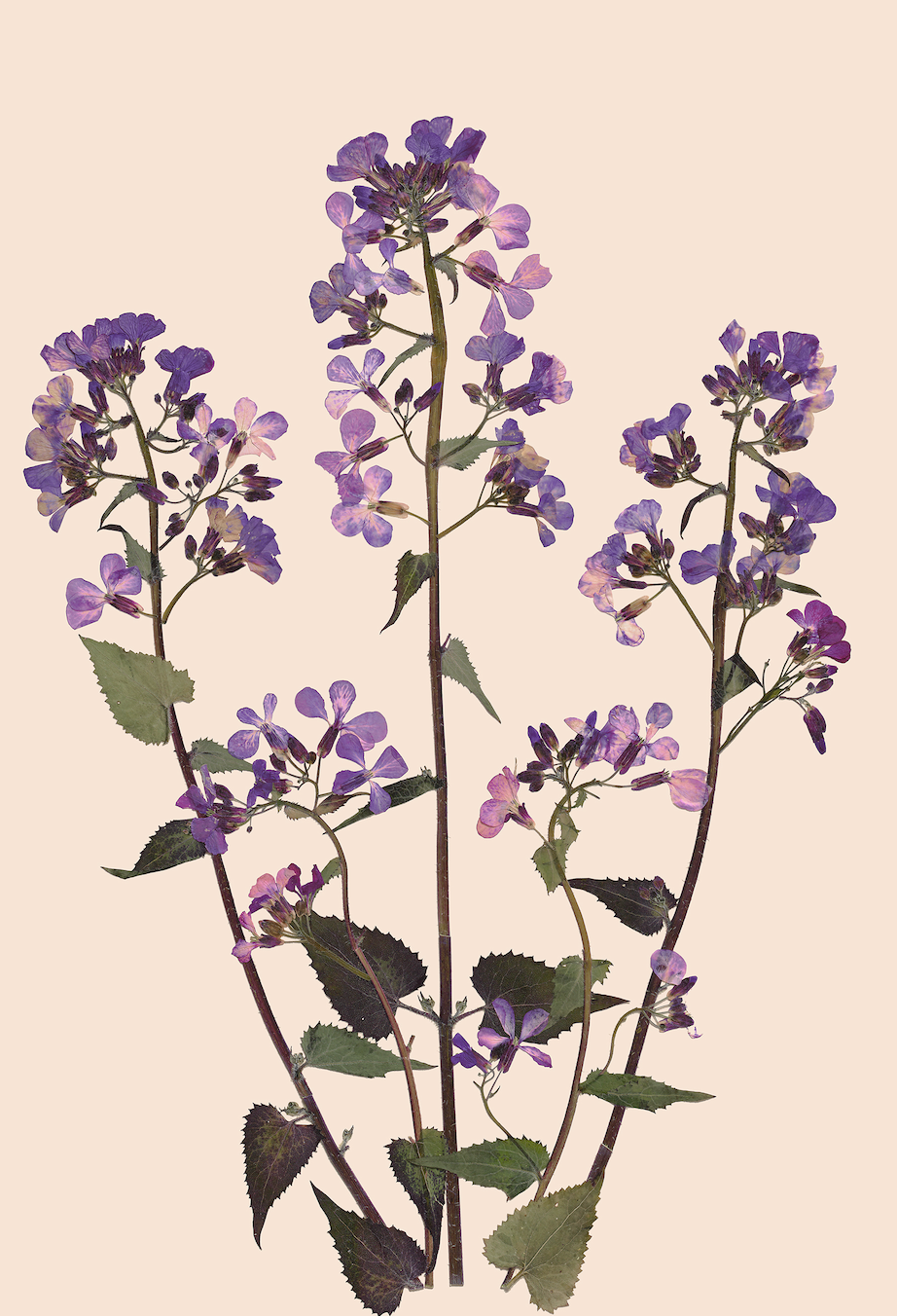 Pressed flower print - 'Honesty'