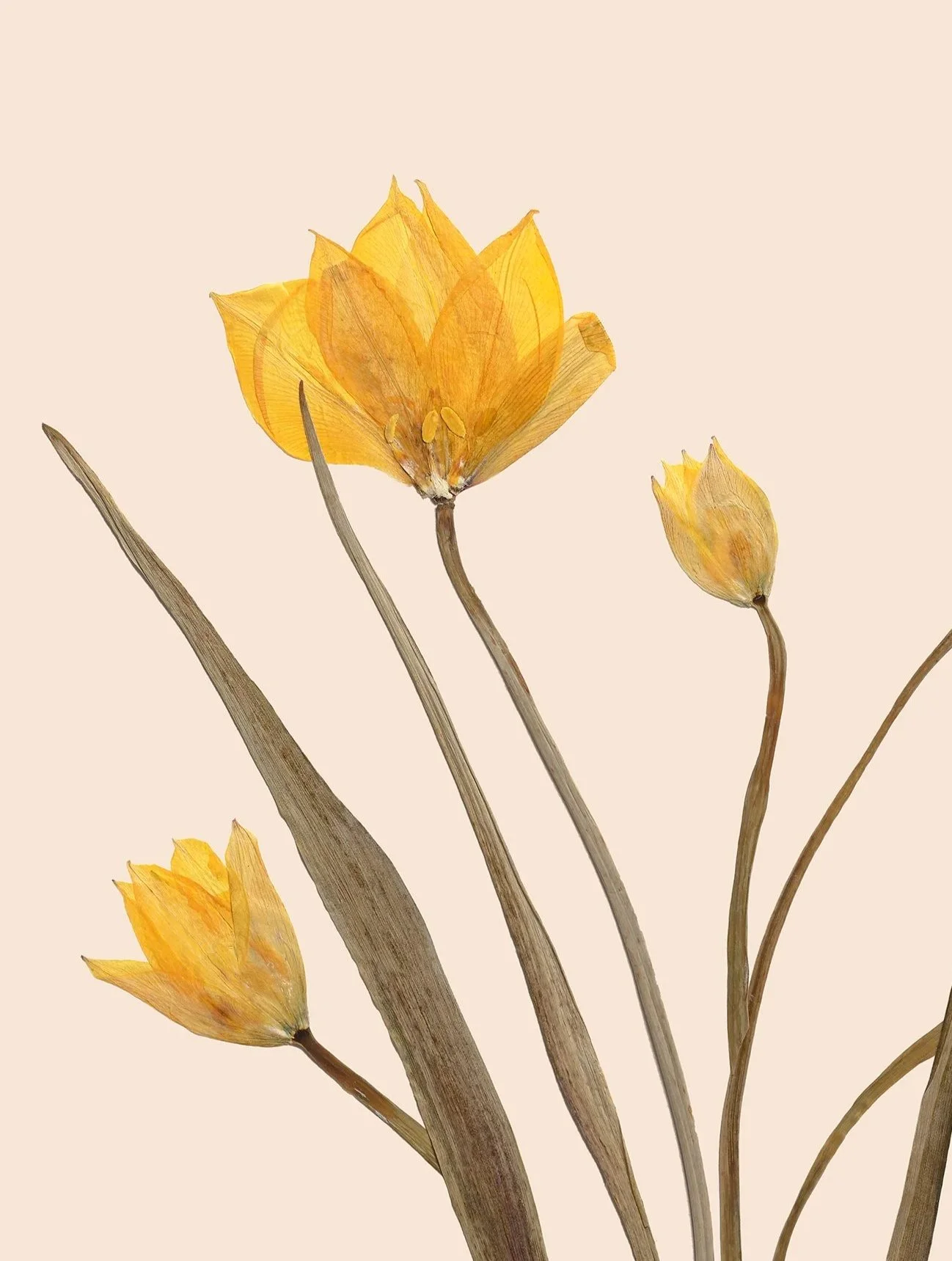 Tulipa+sylvestris_5DSR0106CardPrint.jpg