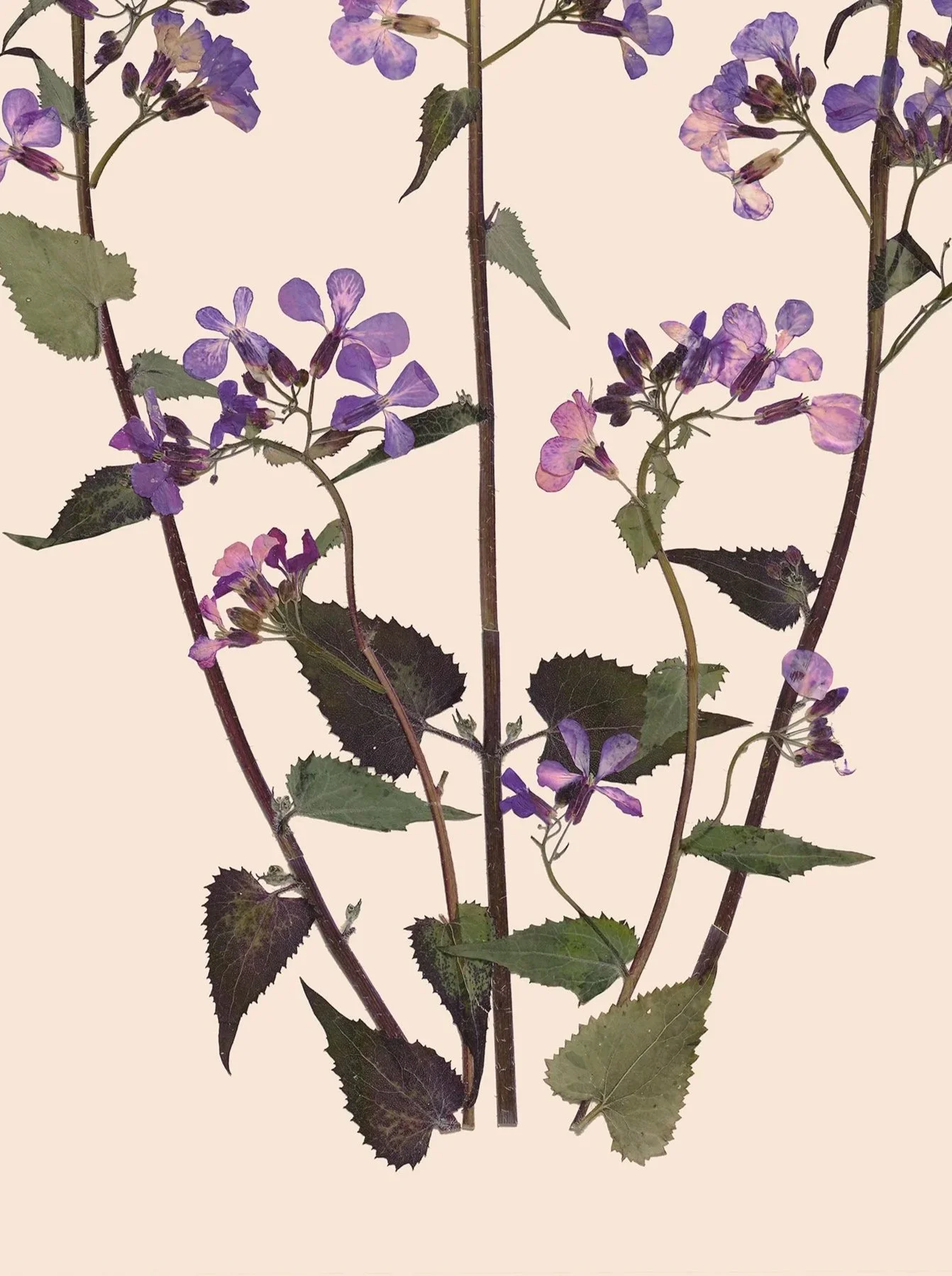 Lunaria+annua5DSR0102_CardPrint.jpg