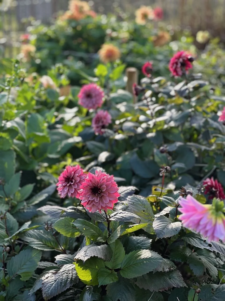 Close-up of pink and purple flowers among green leaves in a garden during sunlight.