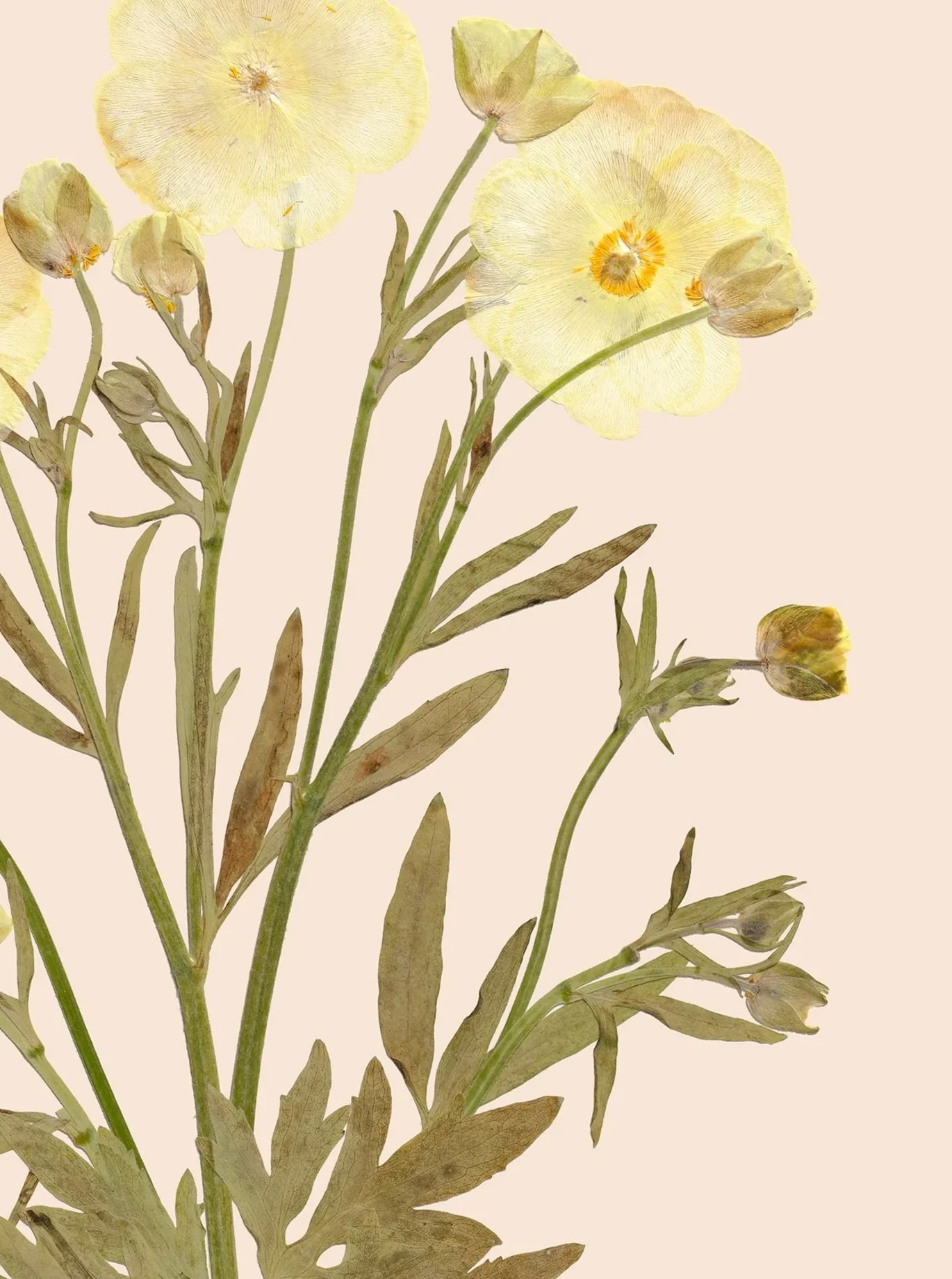 Ranunculus+asiaticus5DSR0098CardPrint.jpg
