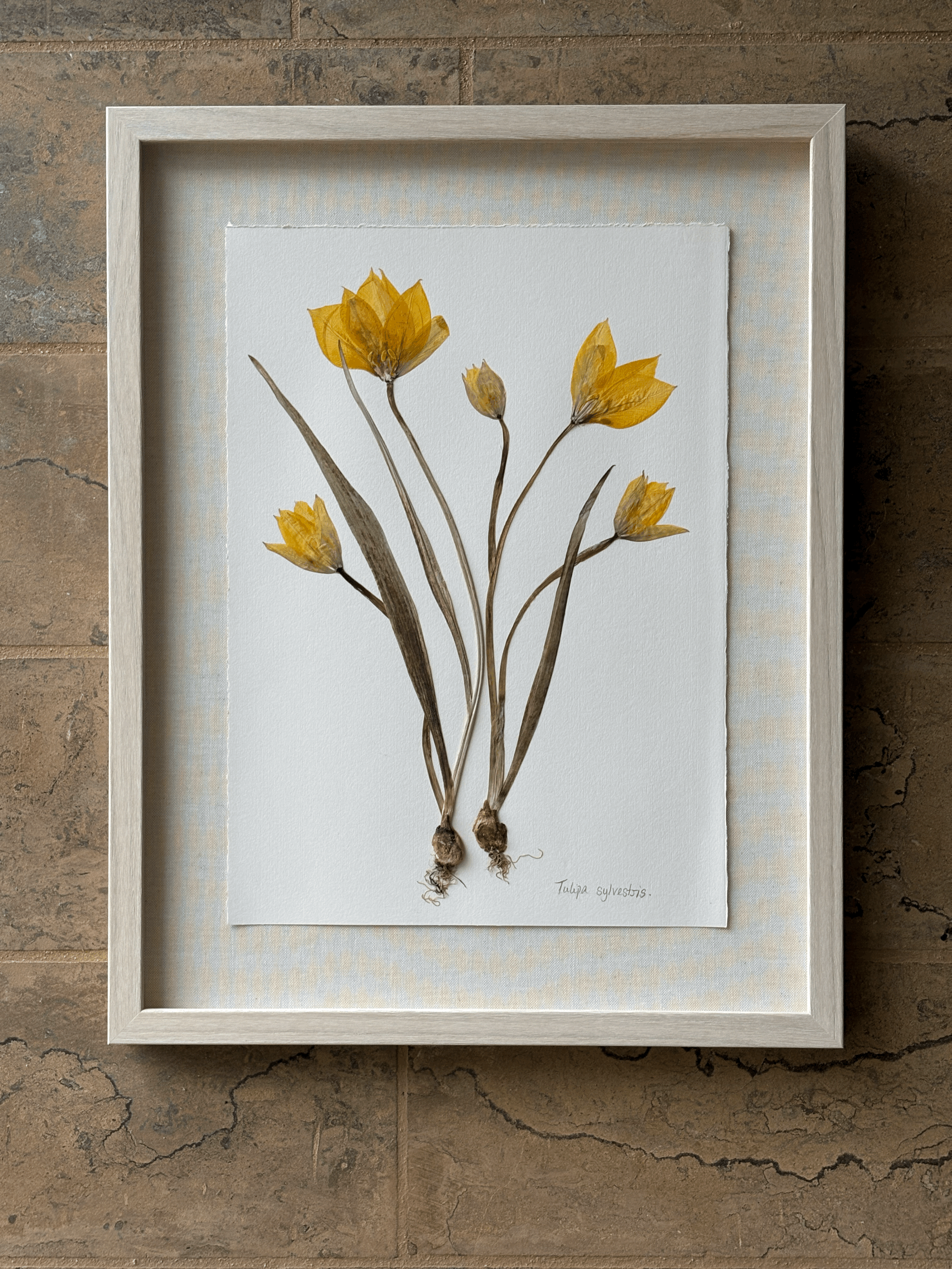 Tulipa Sylvestris