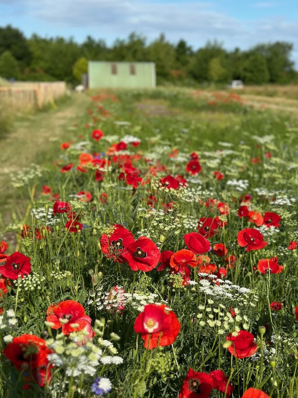 A field of red poppies and white flowers with a green shed building and trees in the background.