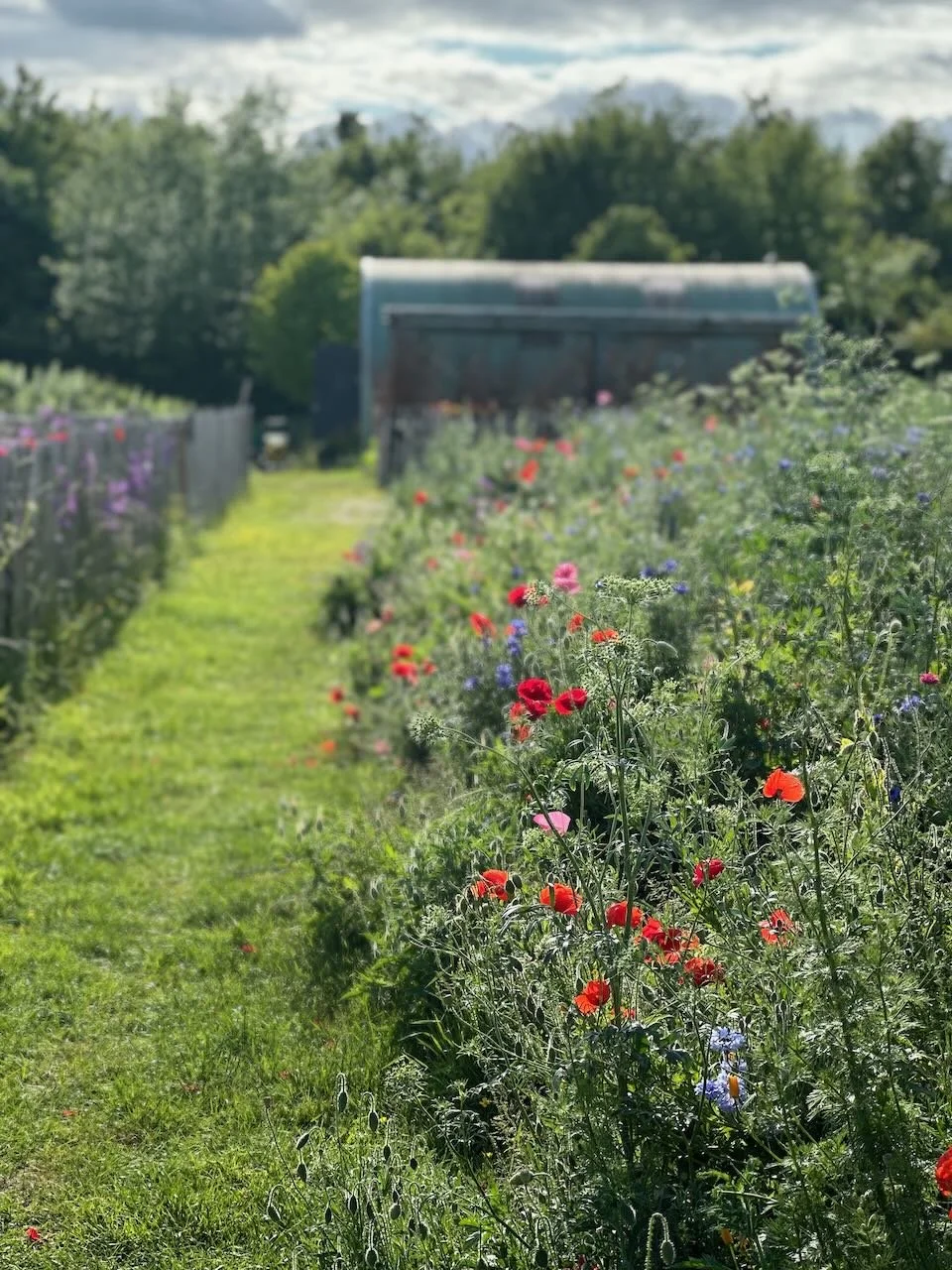 A garden with a grassy path surrounded by colorful flowers, and a shed or small building in the background under a partly cloudy sky.