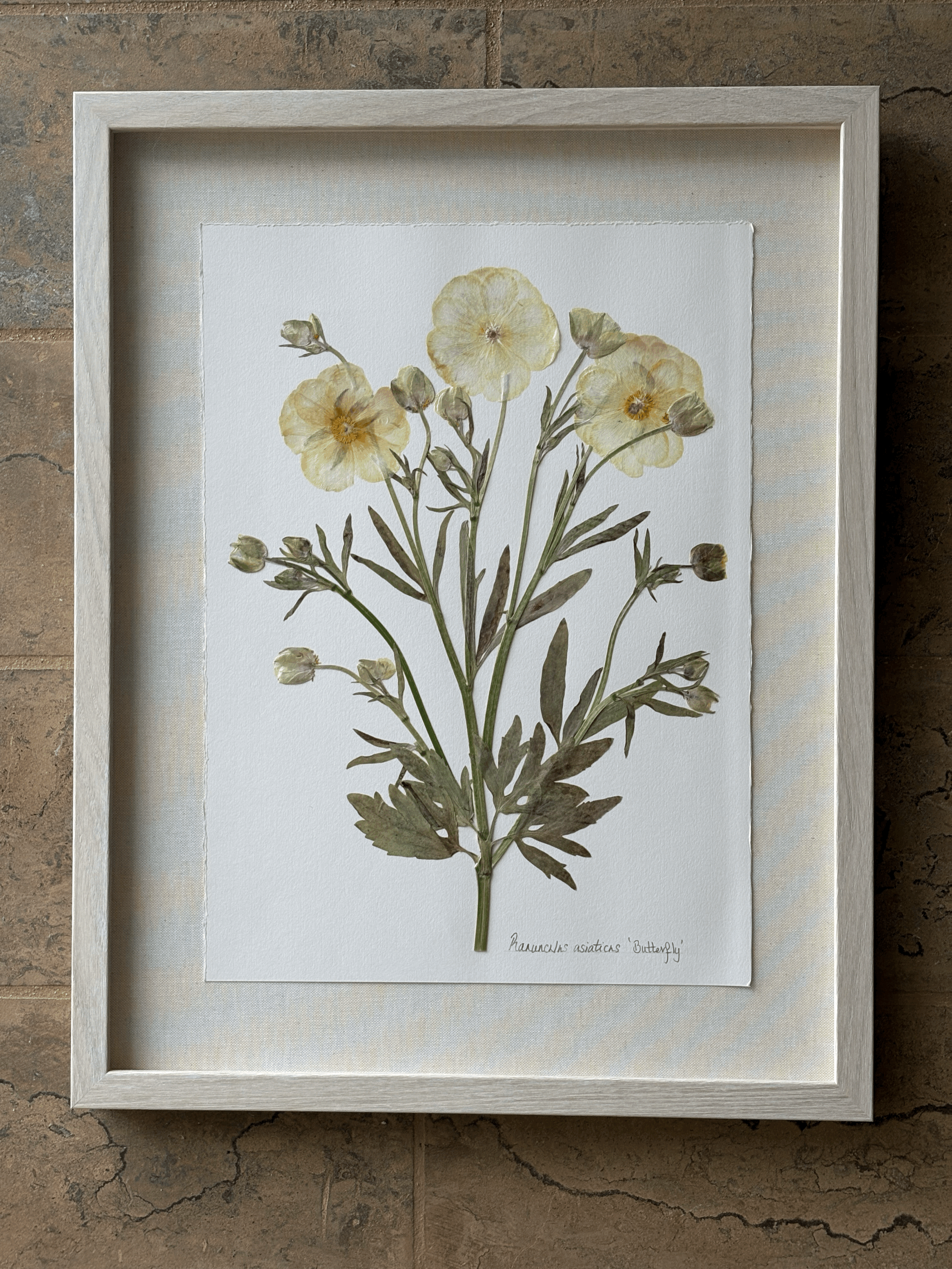 Butterfly ranunculus